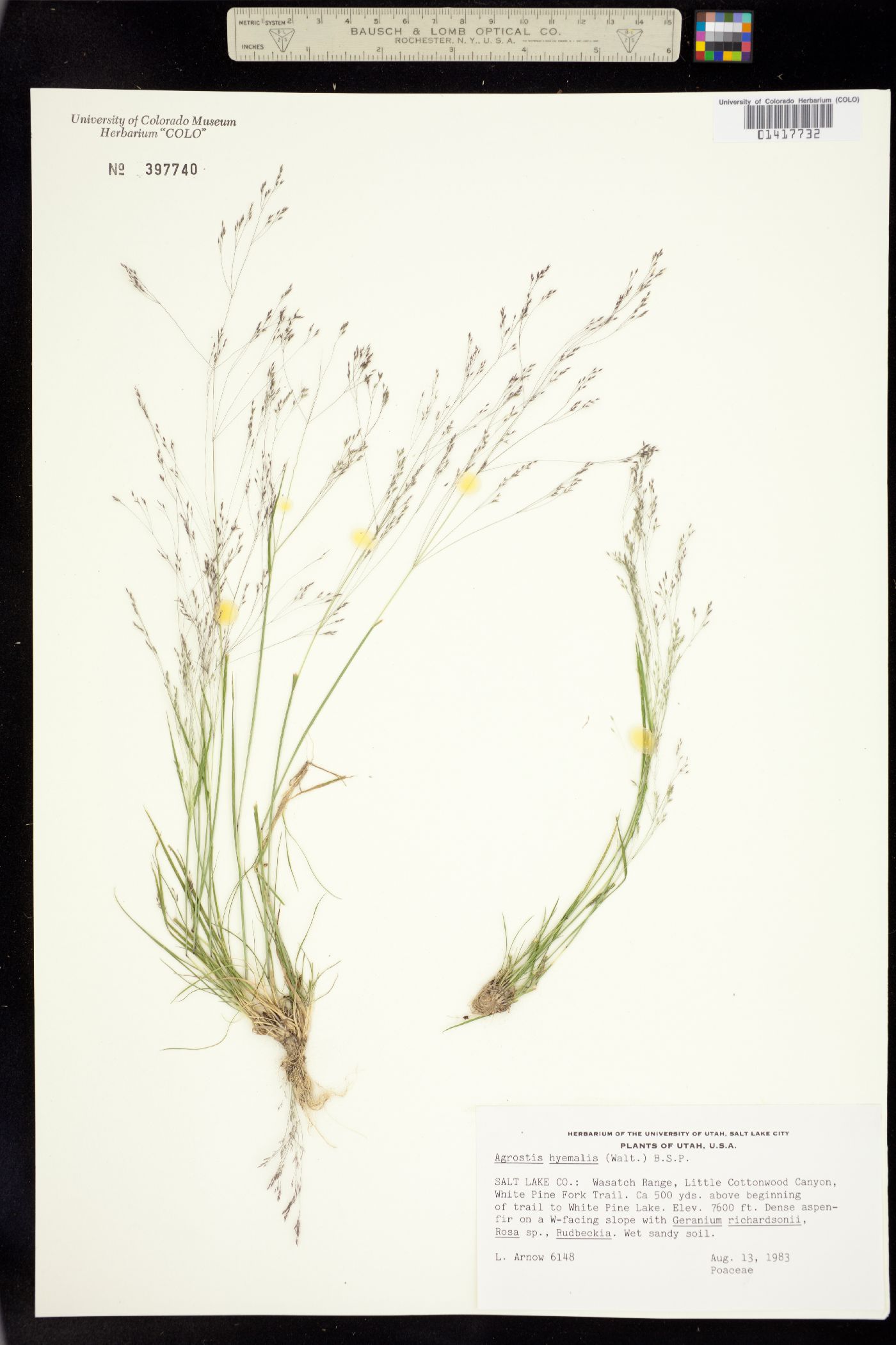 Agrostis hyemalis image