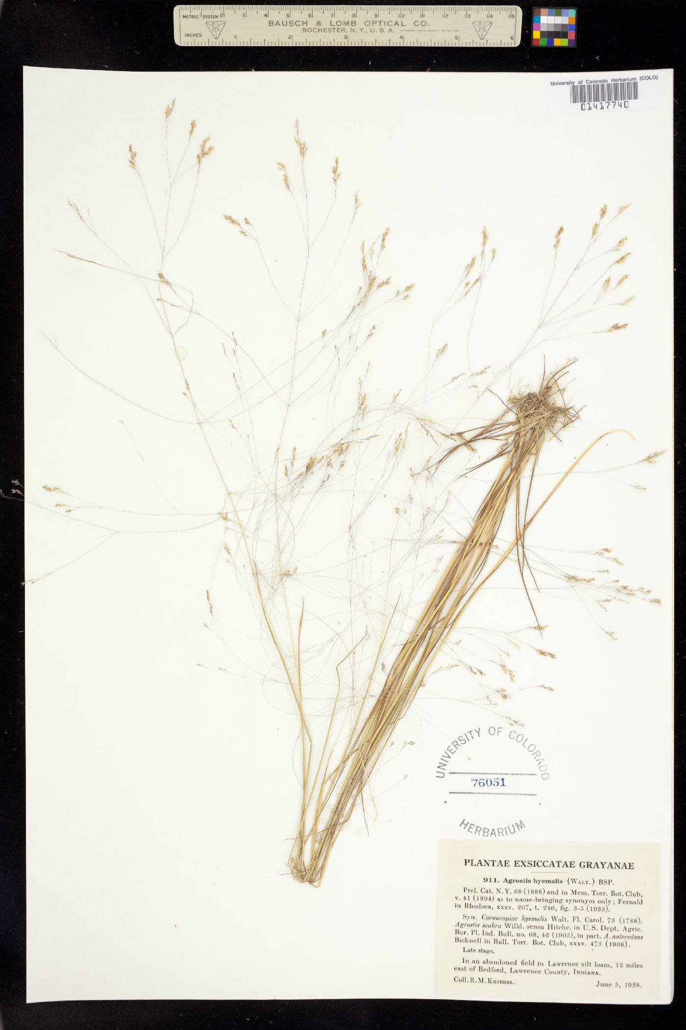 Agrostis hyemalis image