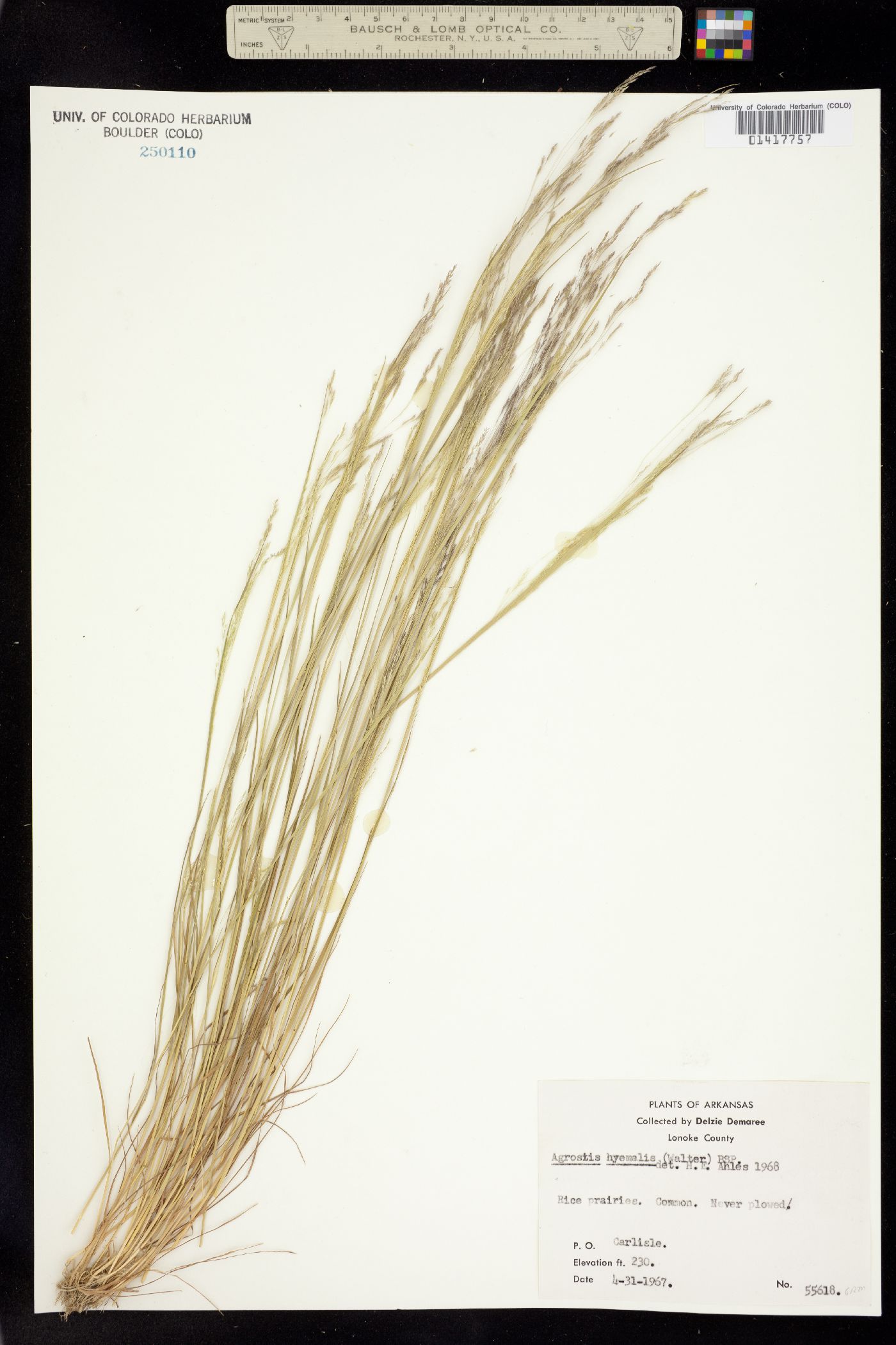 Agrostis hyemalis image