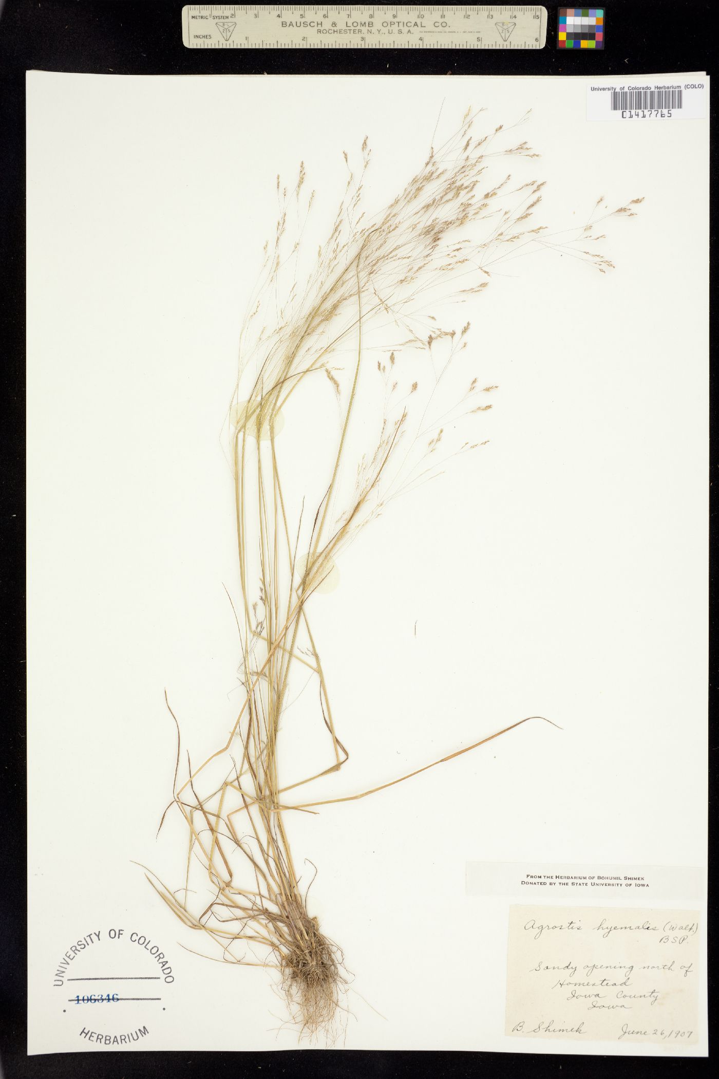 Agrostis hyemalis image