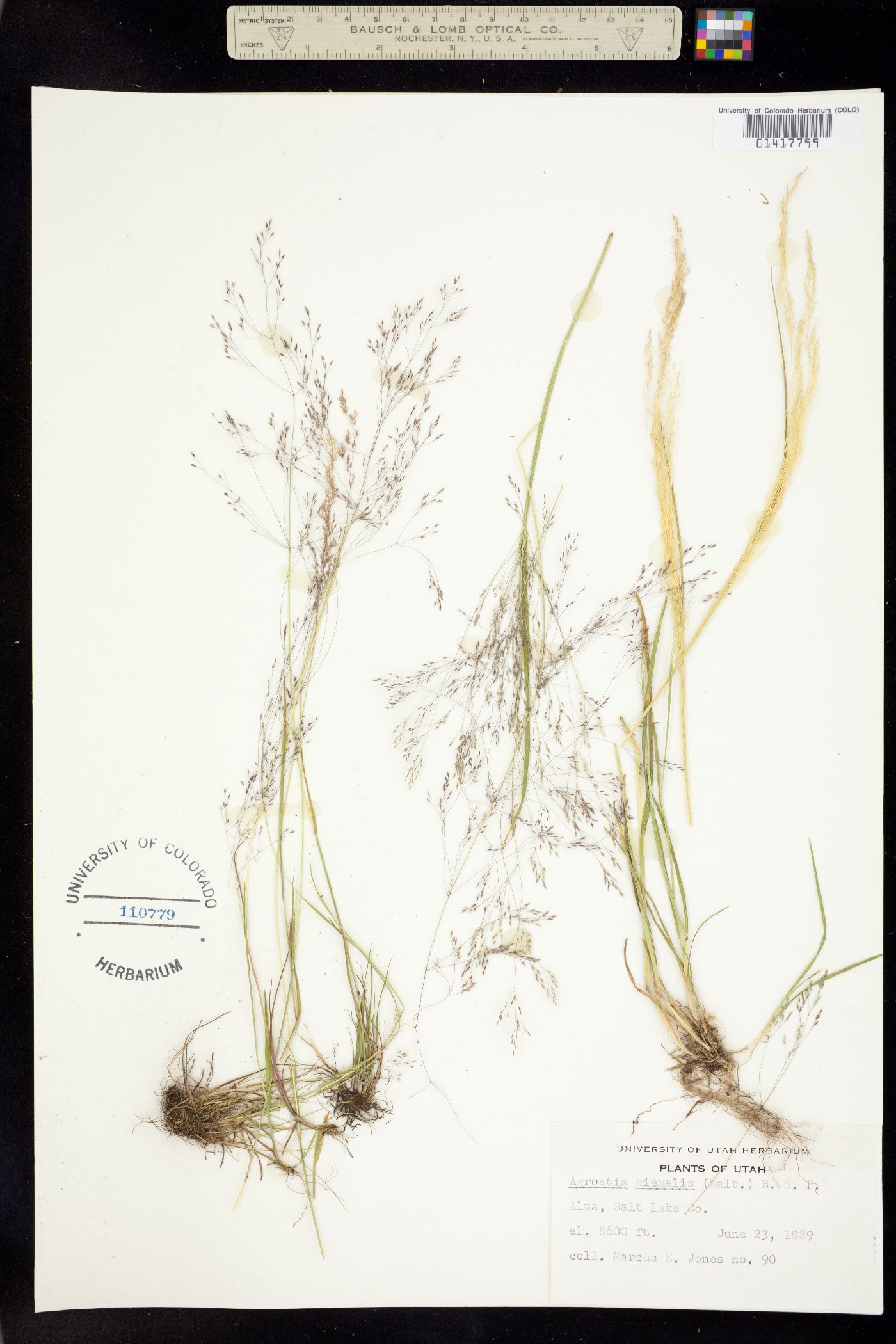 Agrostis hyemalis image