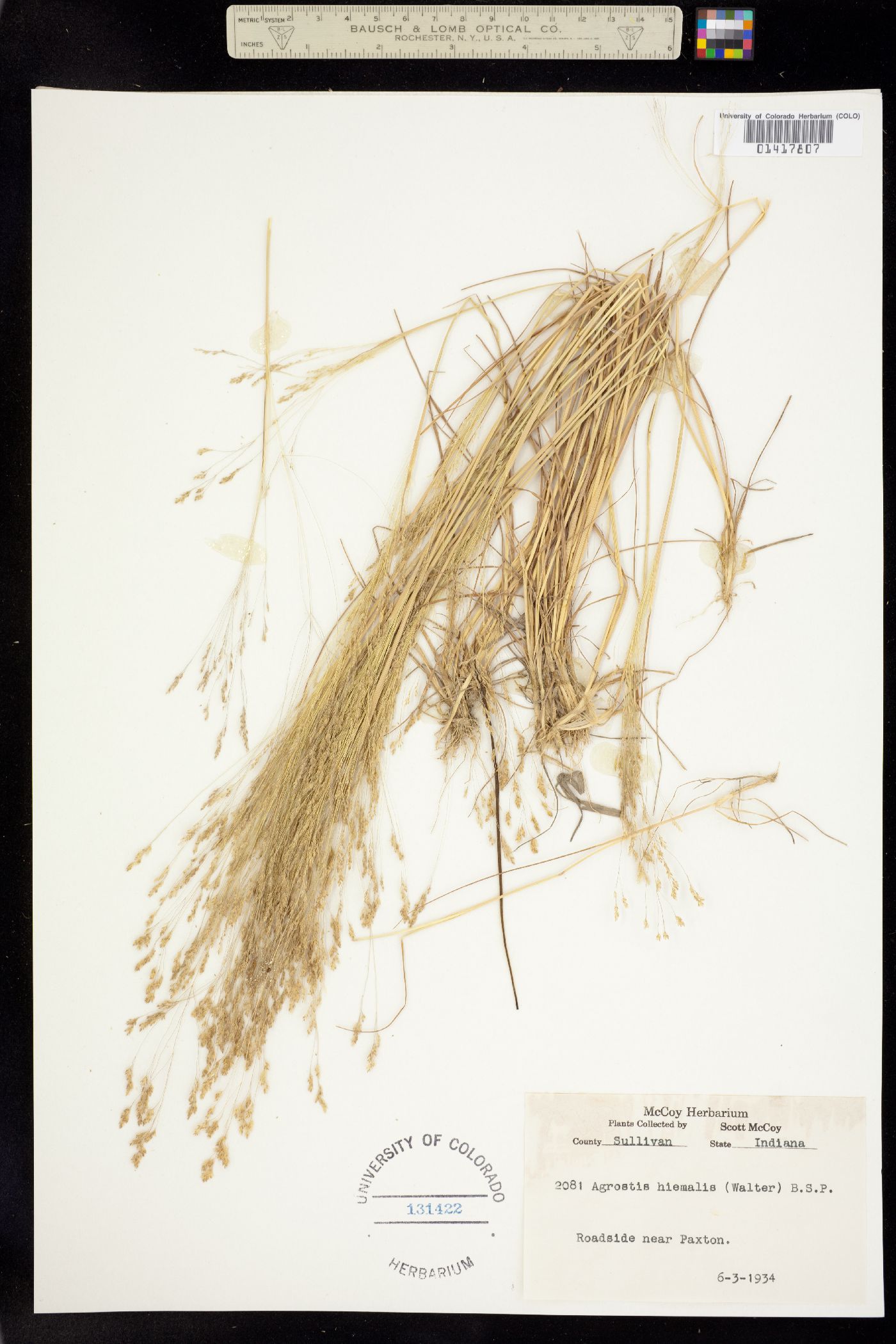 Agrostis hyemalis image