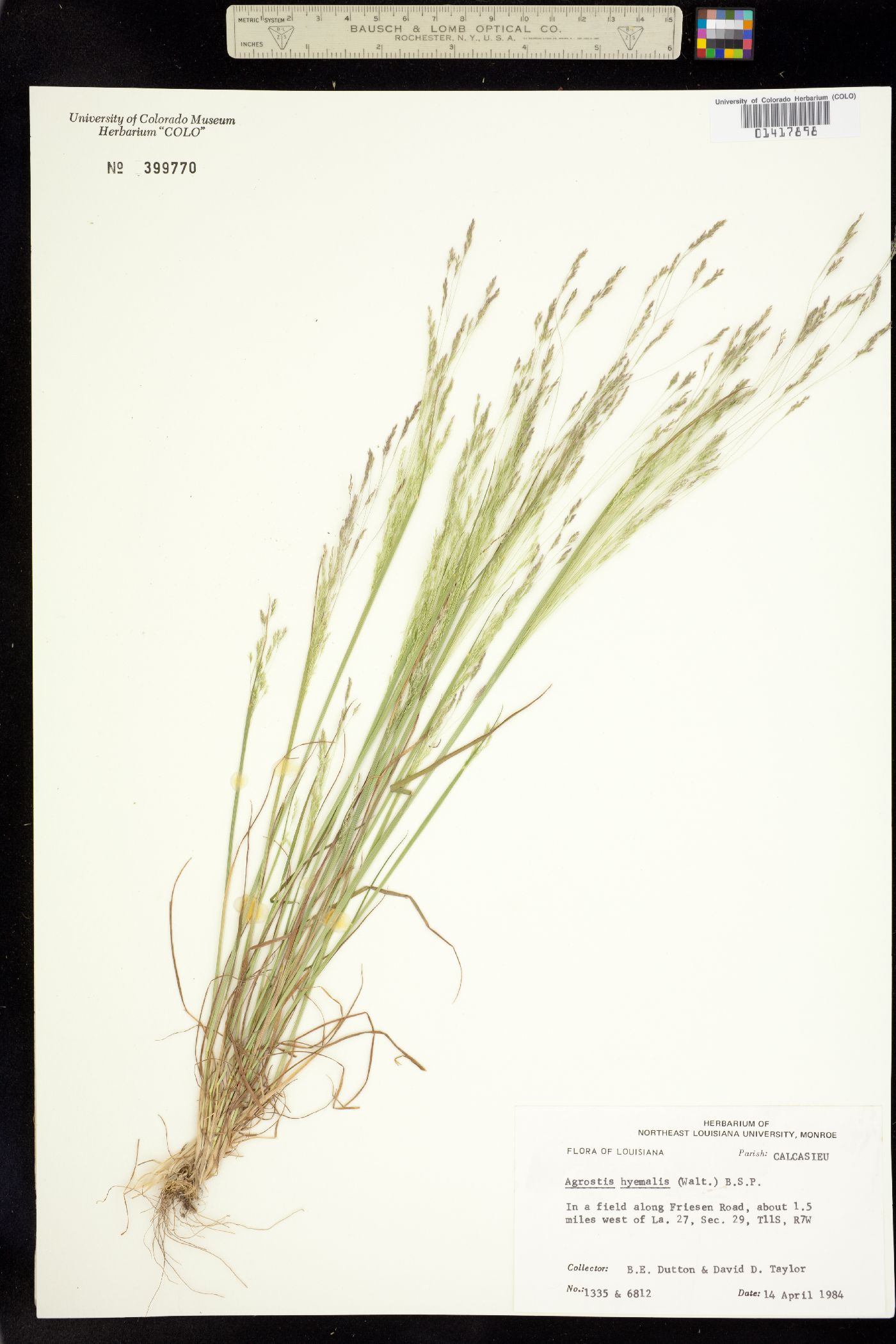 Agrostis hyemalis image