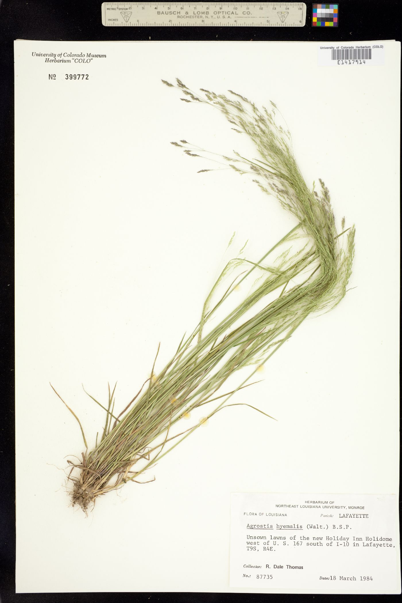 Agrostis hyemalis image