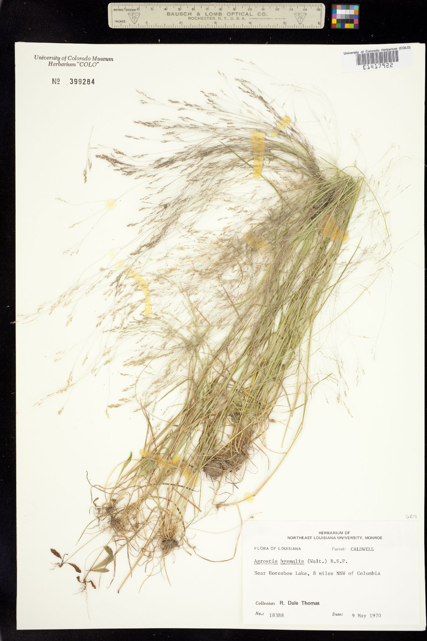 Agrostis hyemalis image