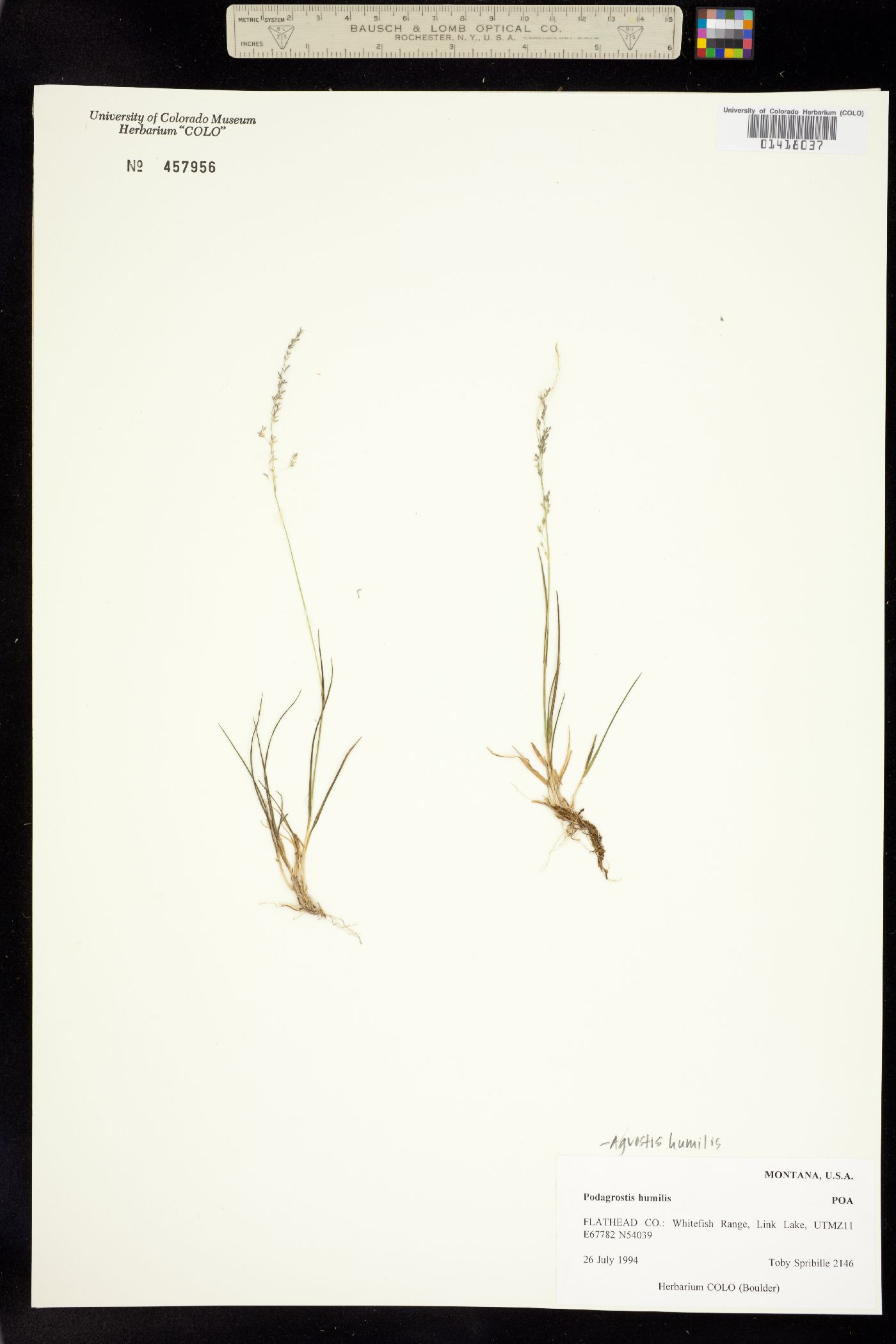 Agrostis humilis image