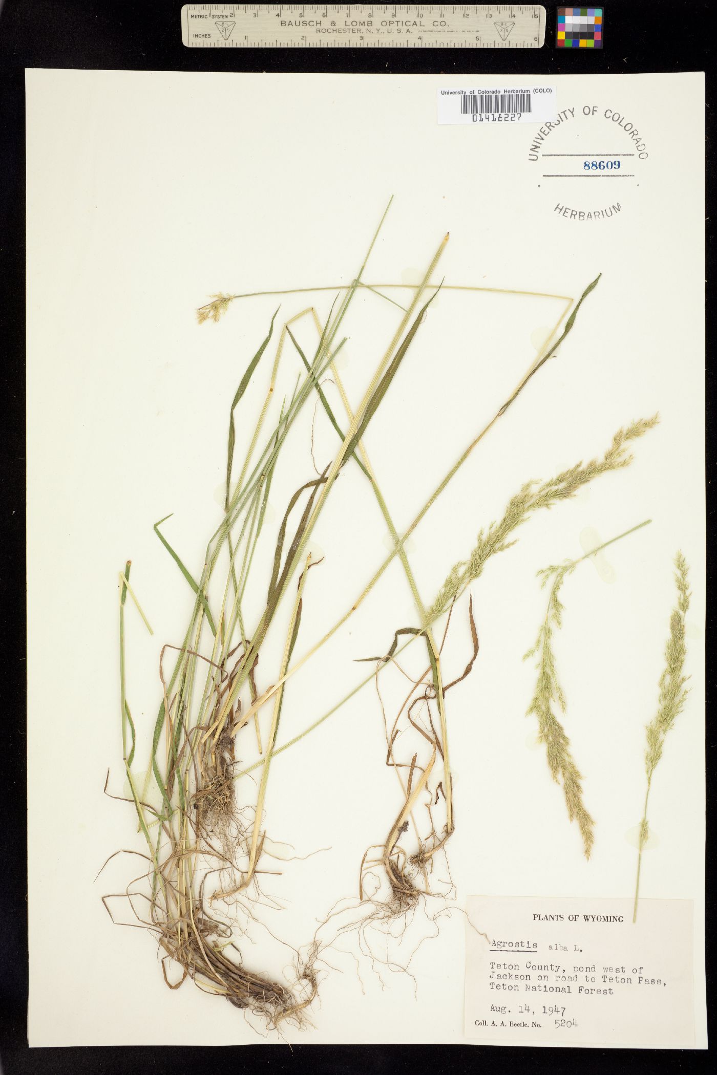 Agrostis gigantea image