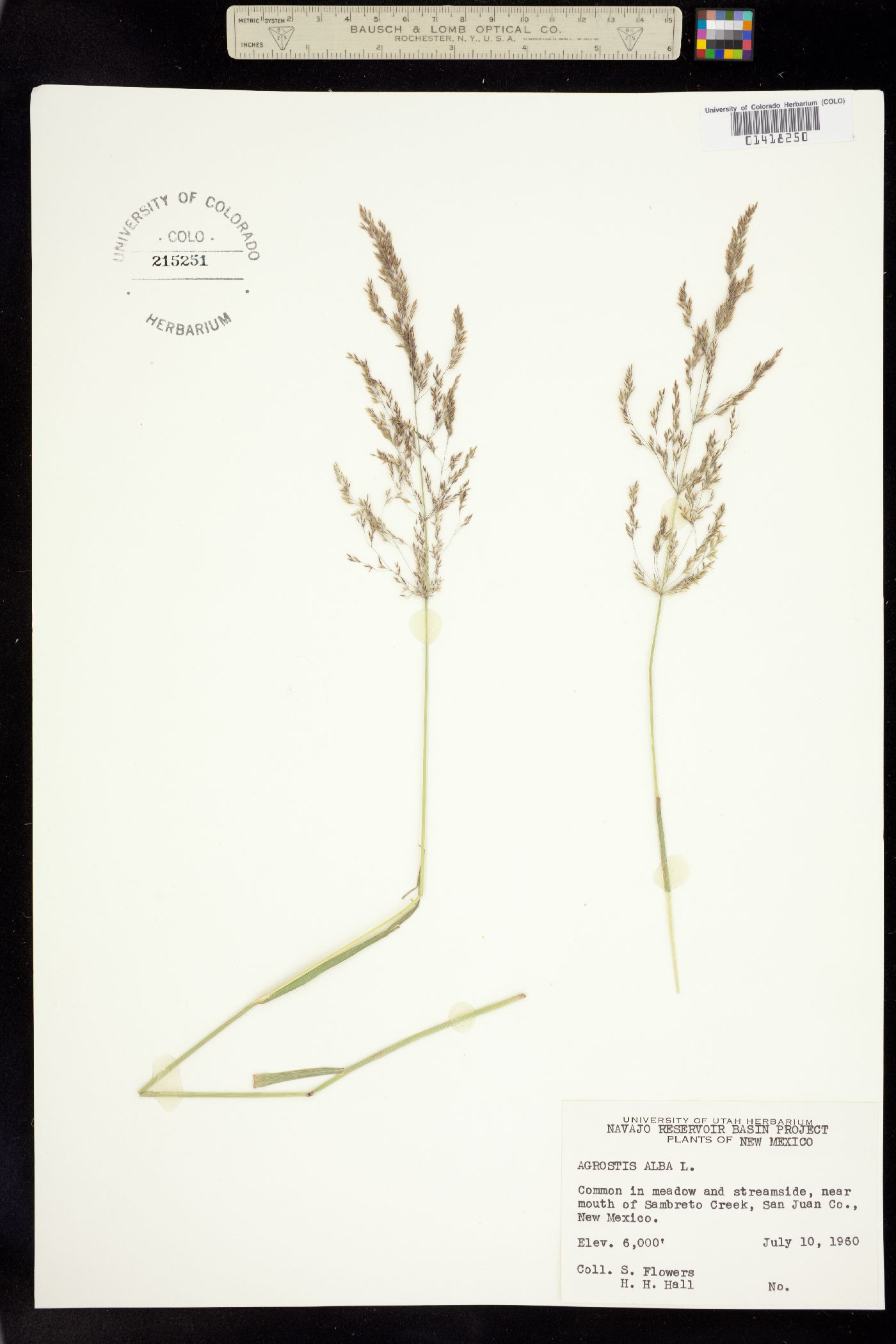Agrostis gigantea image