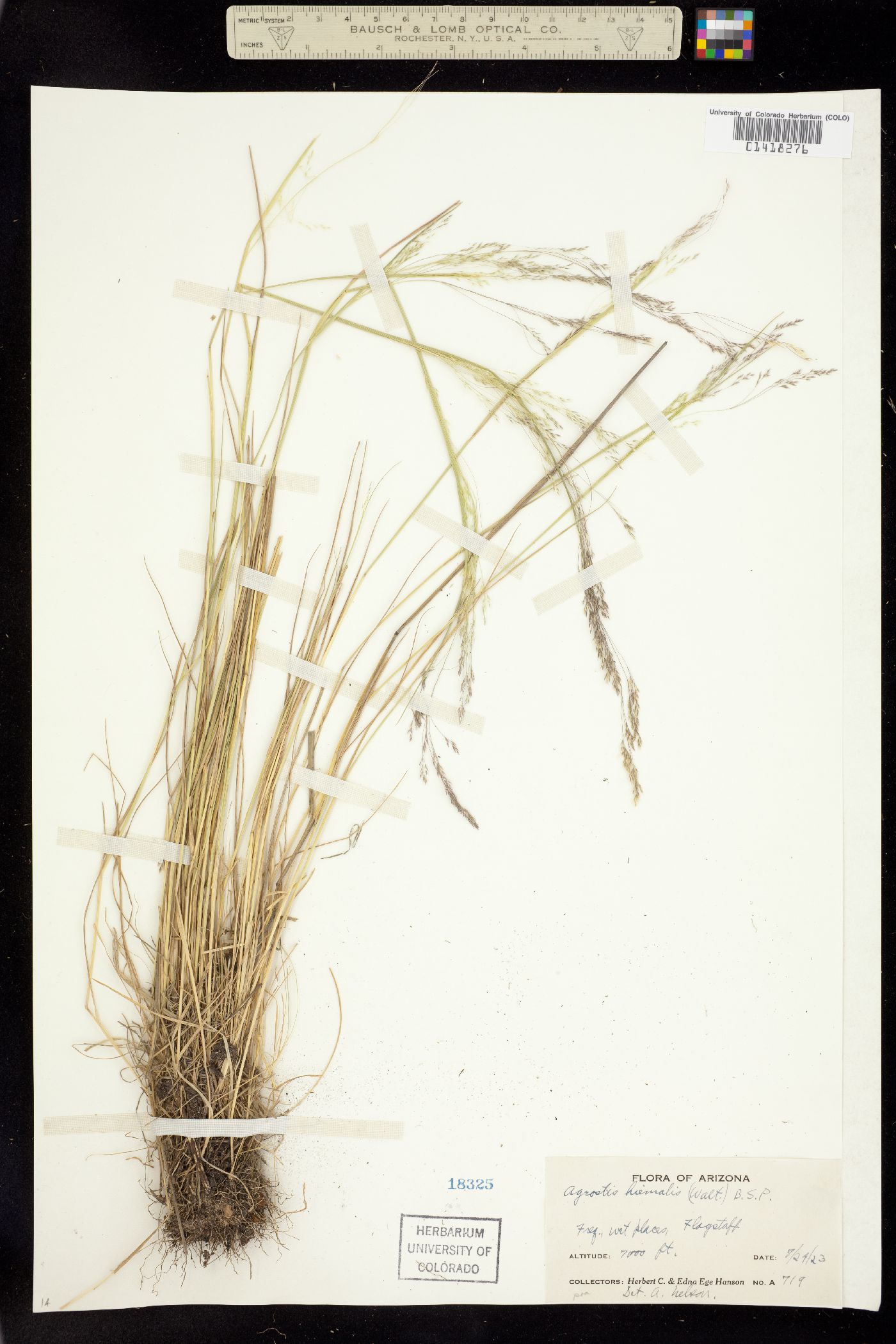 Agrostis scabra image