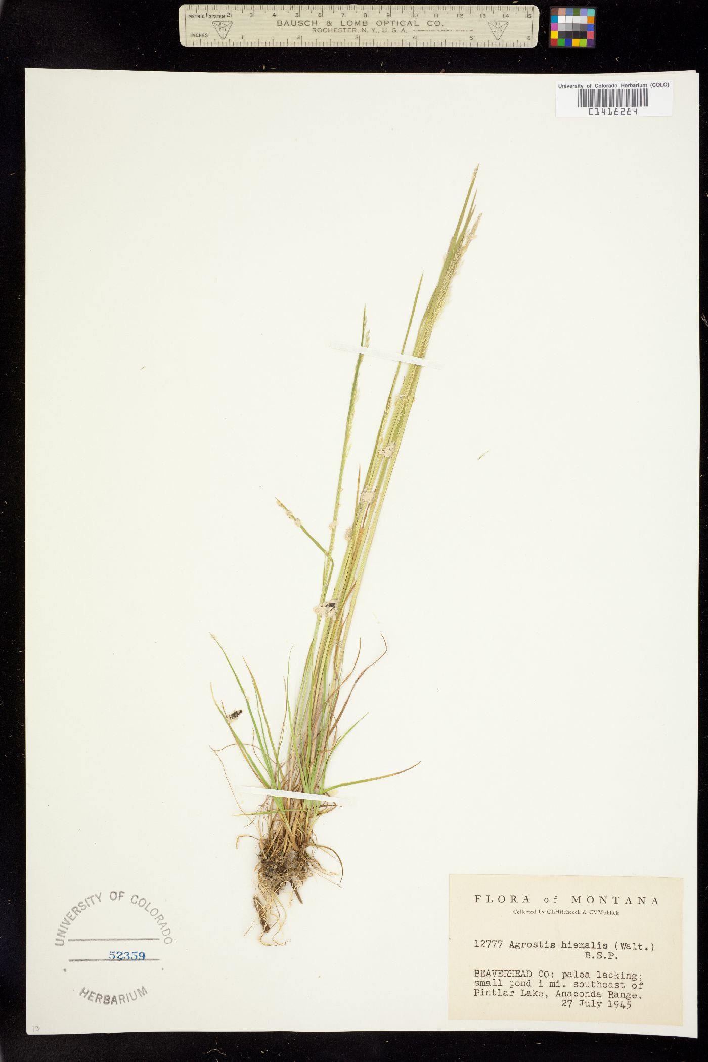 Agrostis scabra image