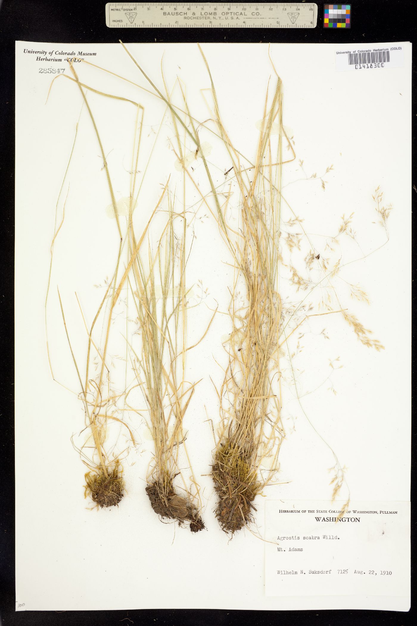 Agrostis scabra image