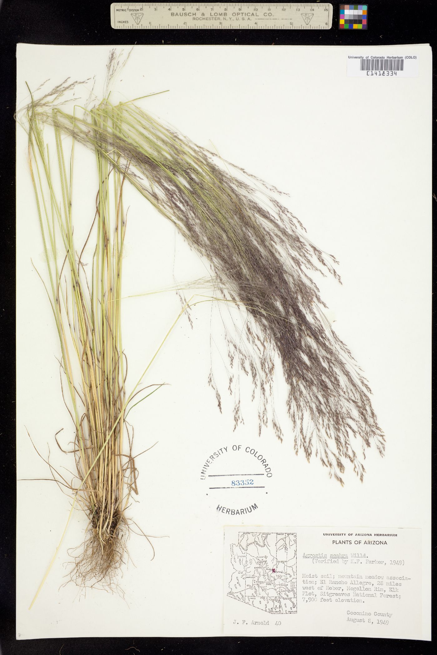 Agrostis scabra image