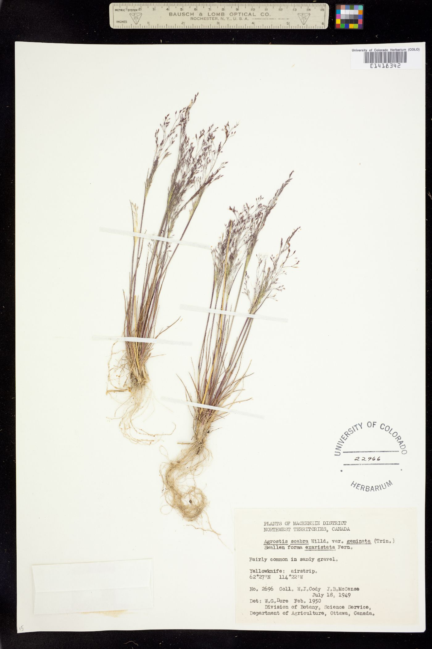 Agrostis scabra image