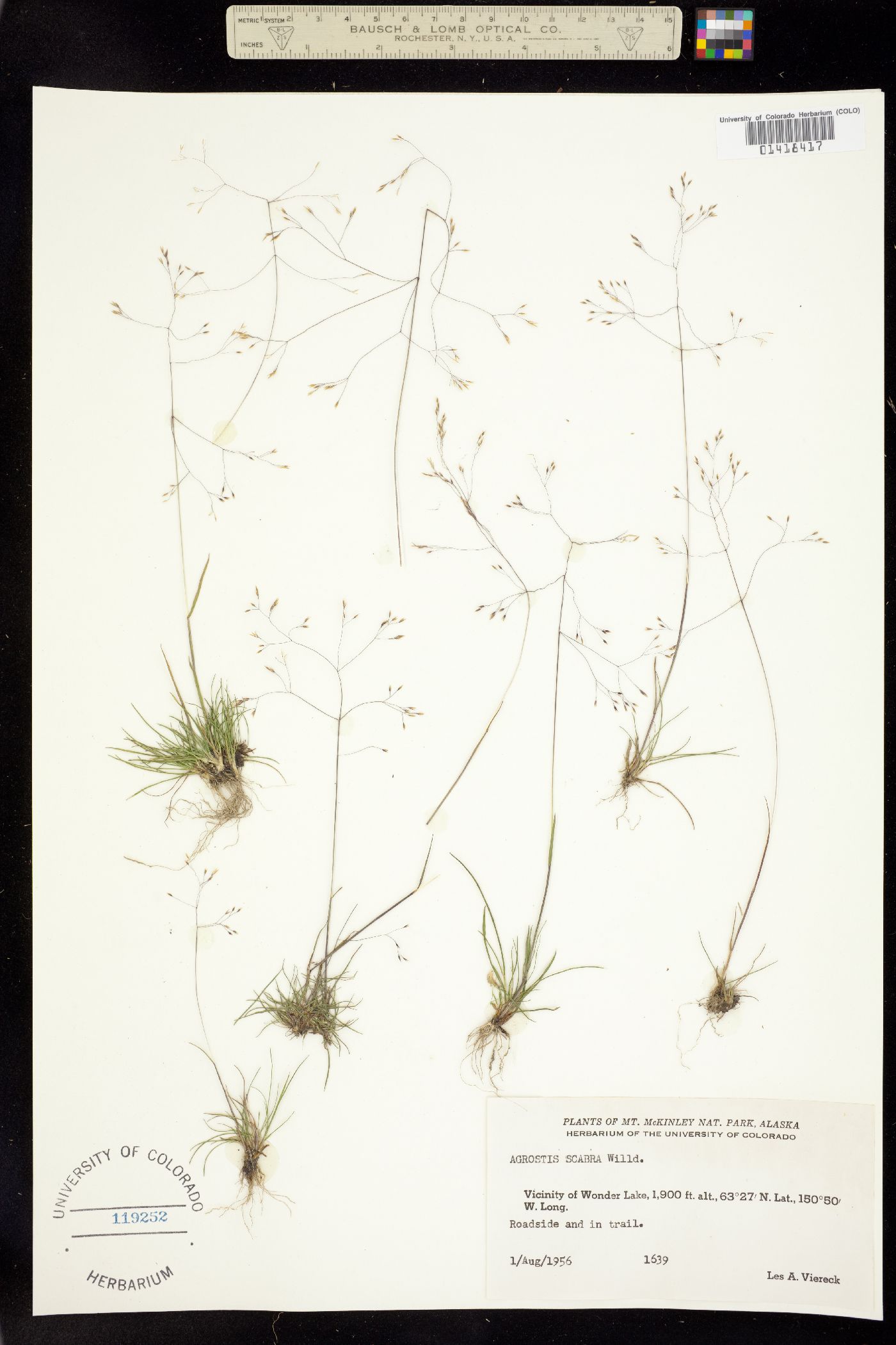 Agrostis scabra image