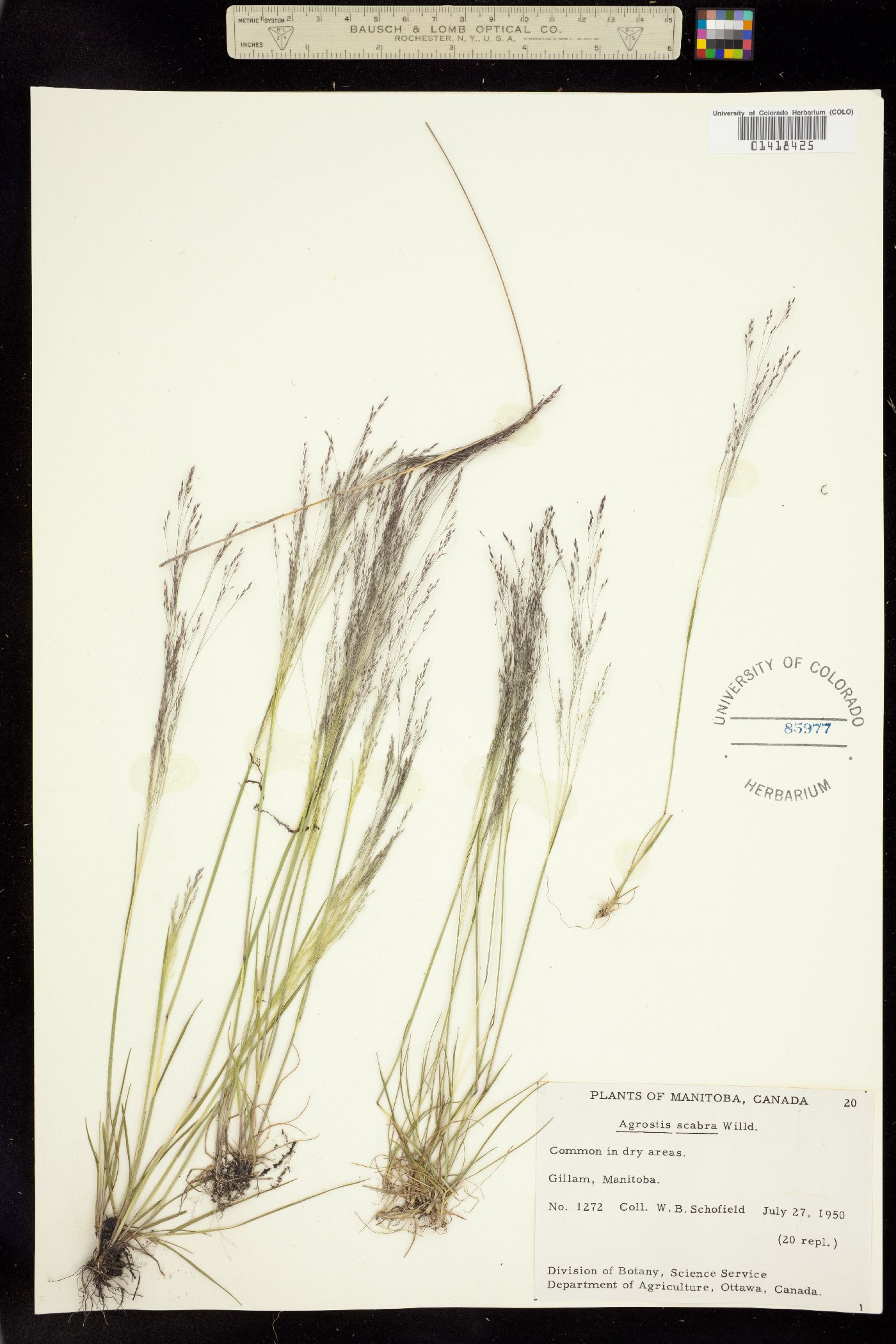 Agrostis image