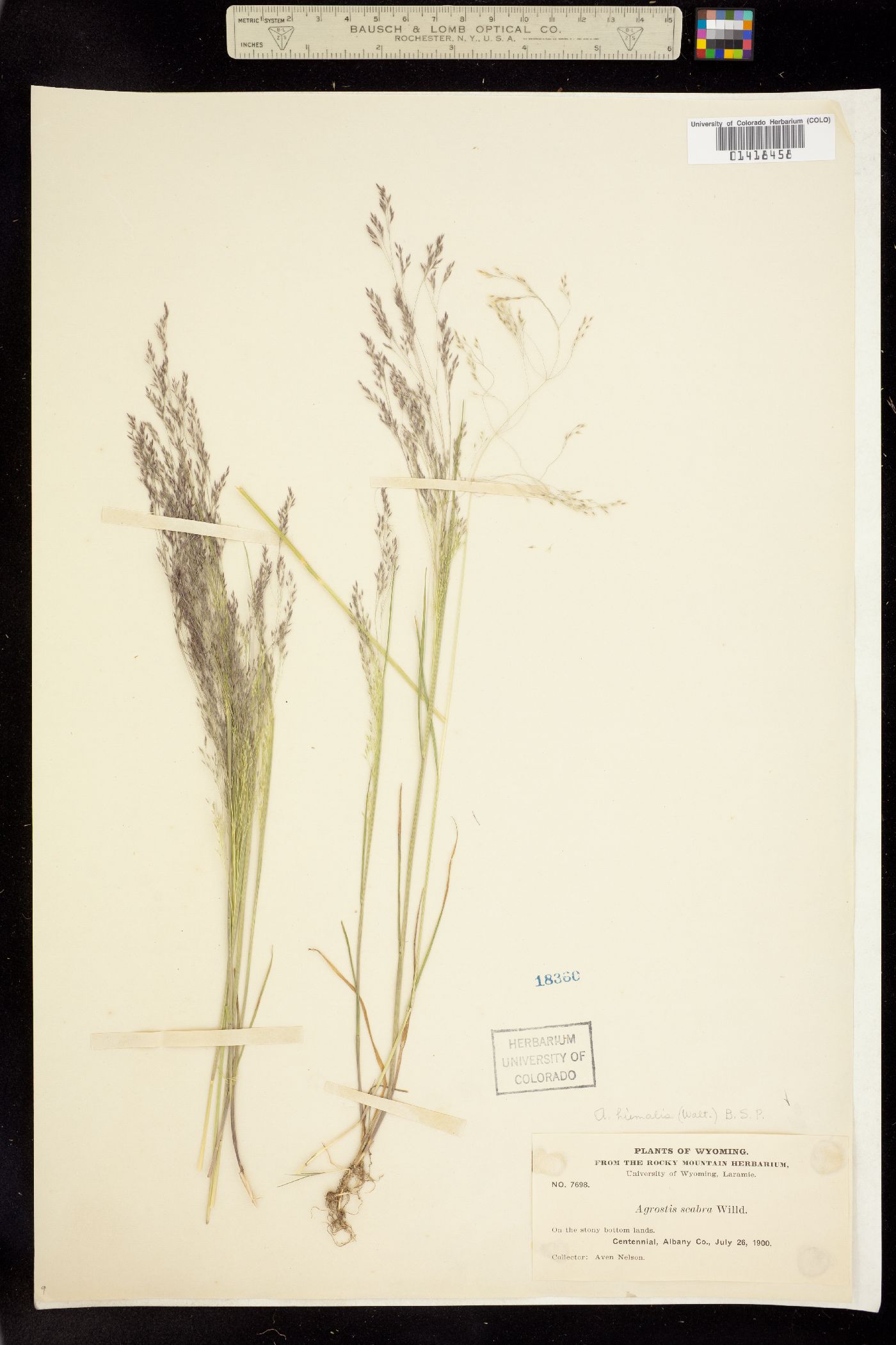 Agrostis scabra image