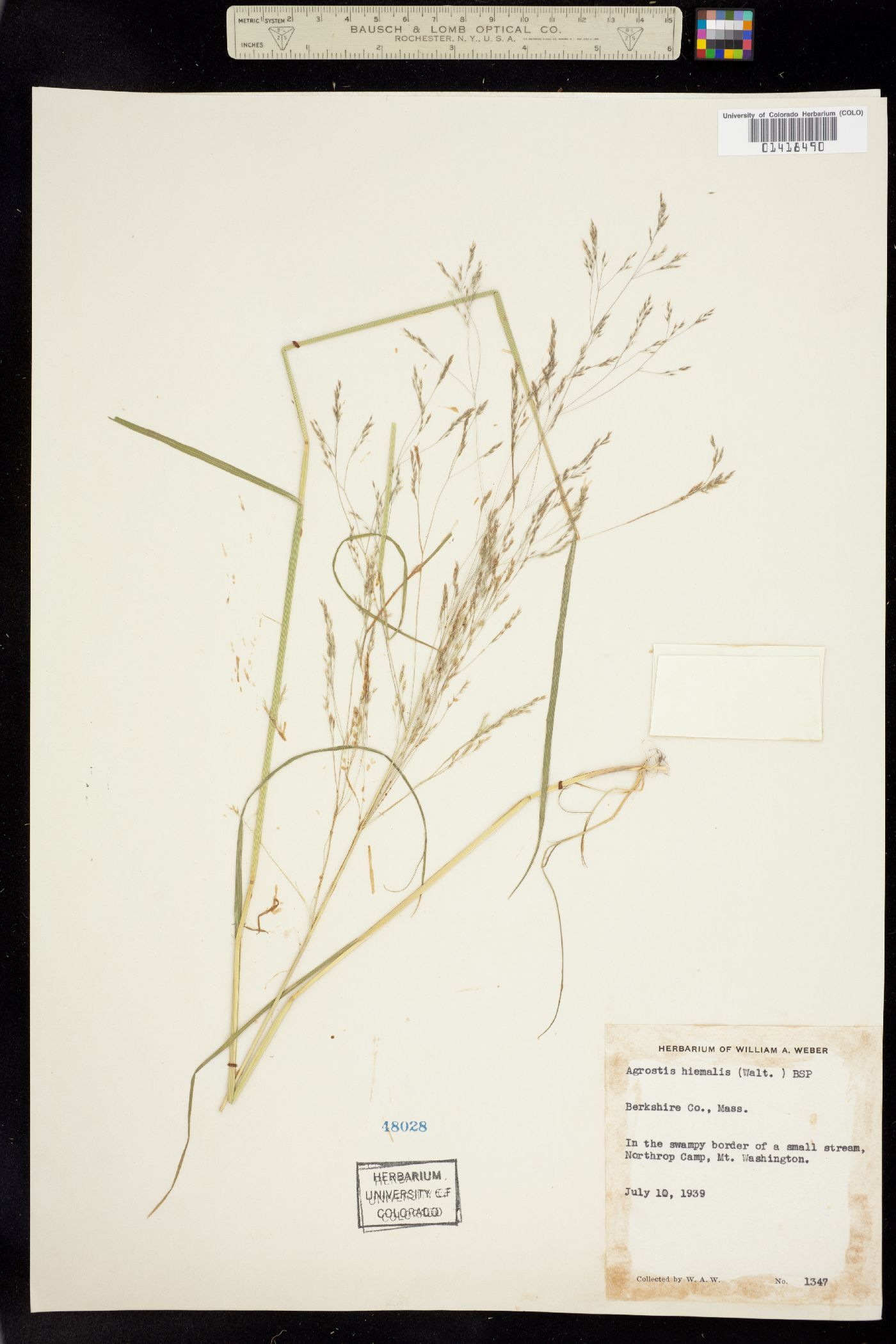 Agrostis scabra image