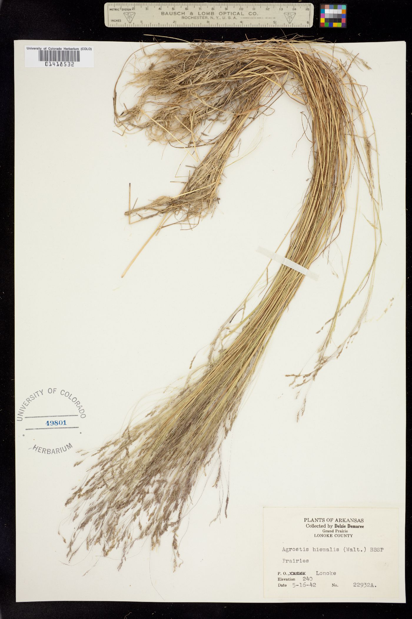 Agrostis scabra image