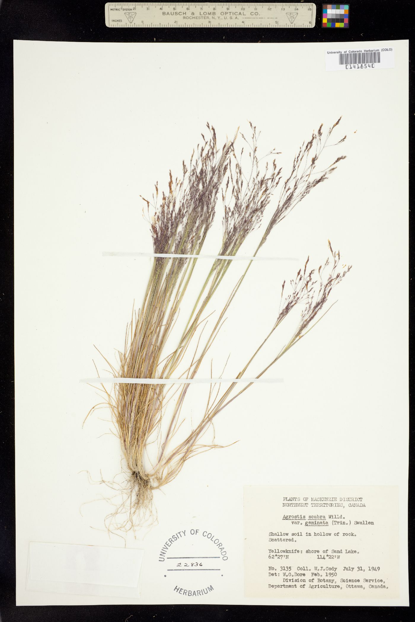 Agrostis image