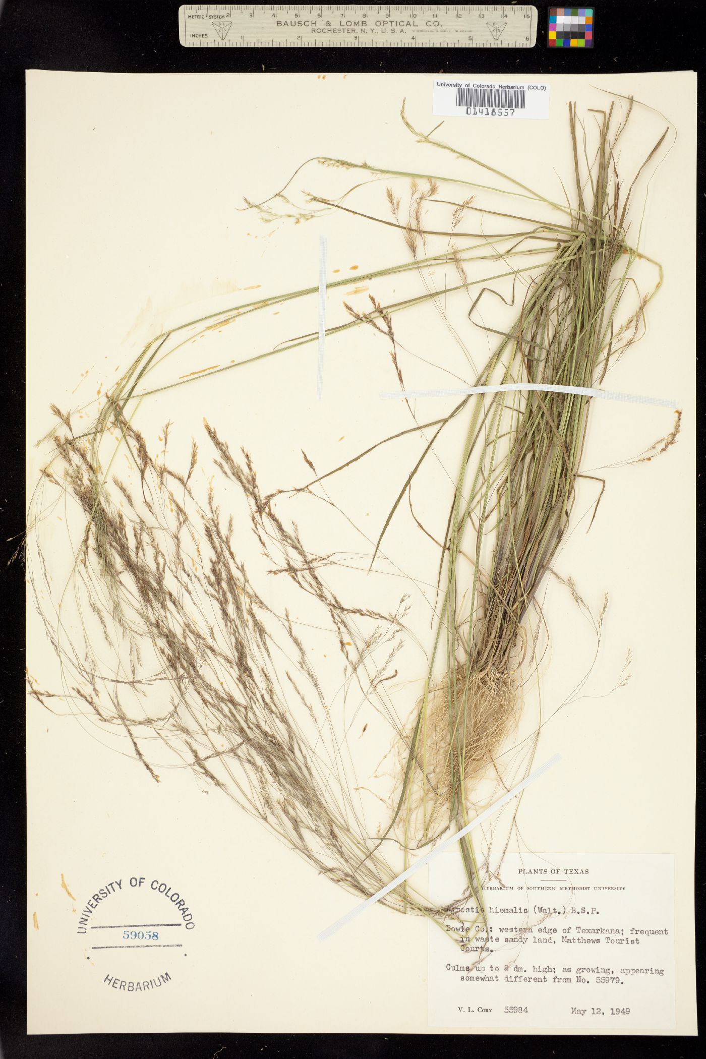 Agrostis scabra image
