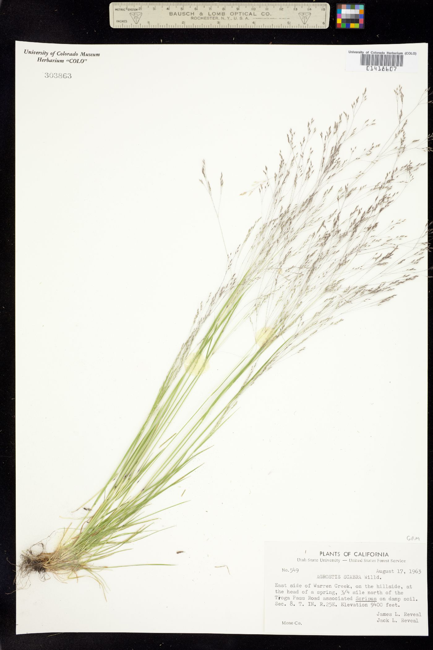 Agrostis image