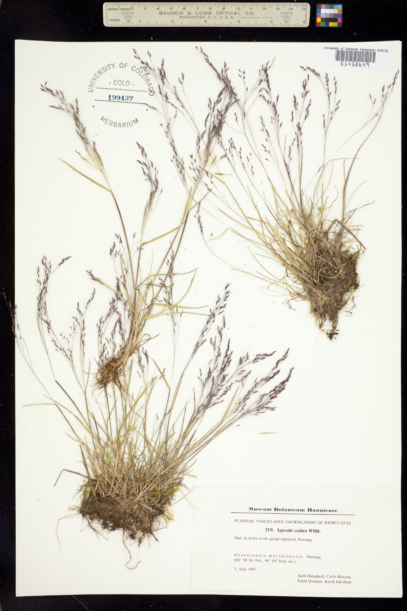 Agrostis image