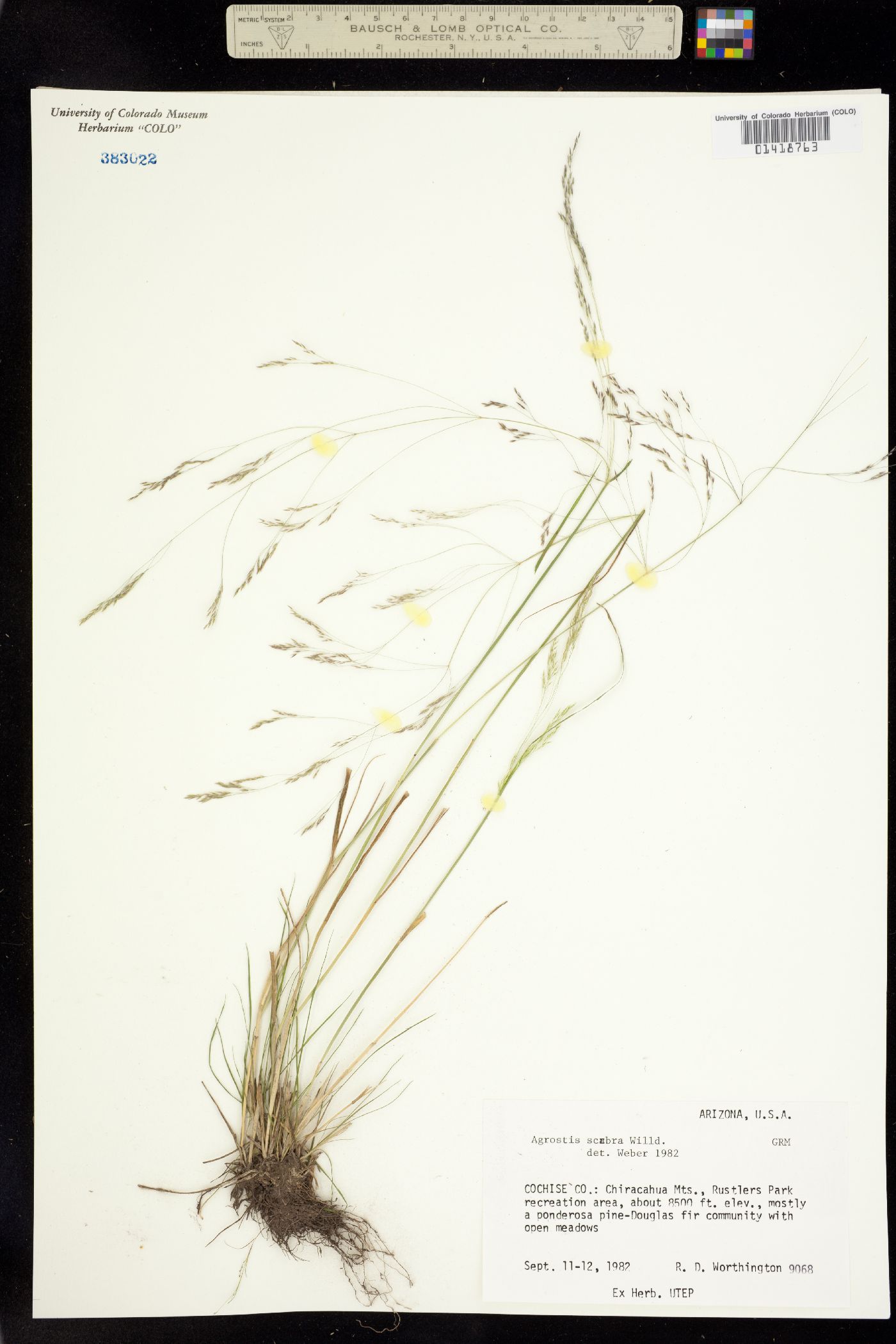 Agrostis image