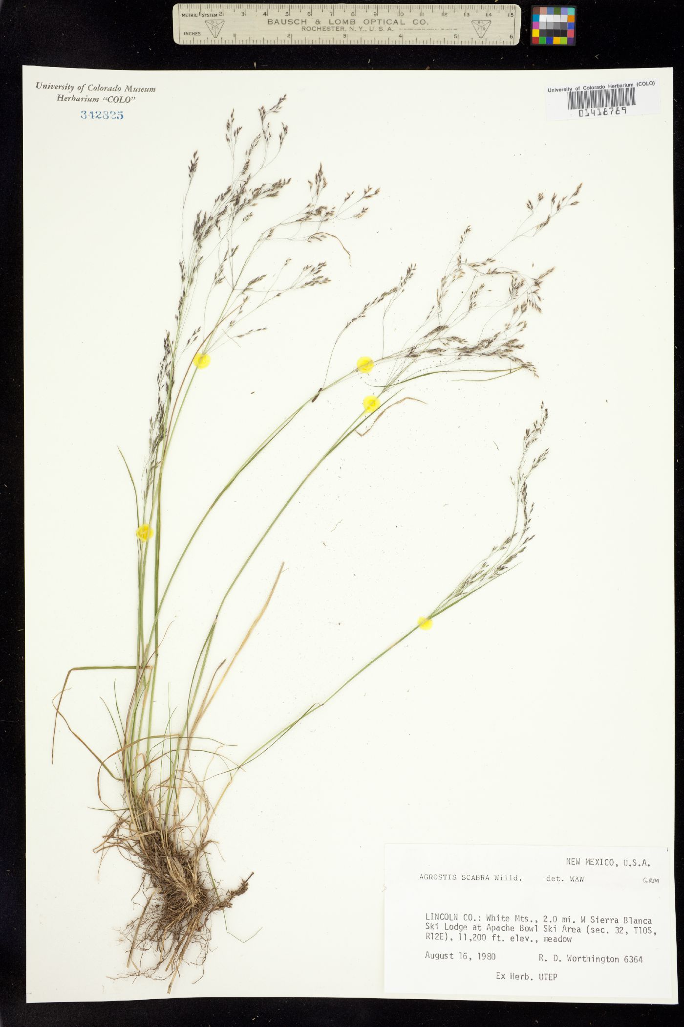 Agrostis scabra image