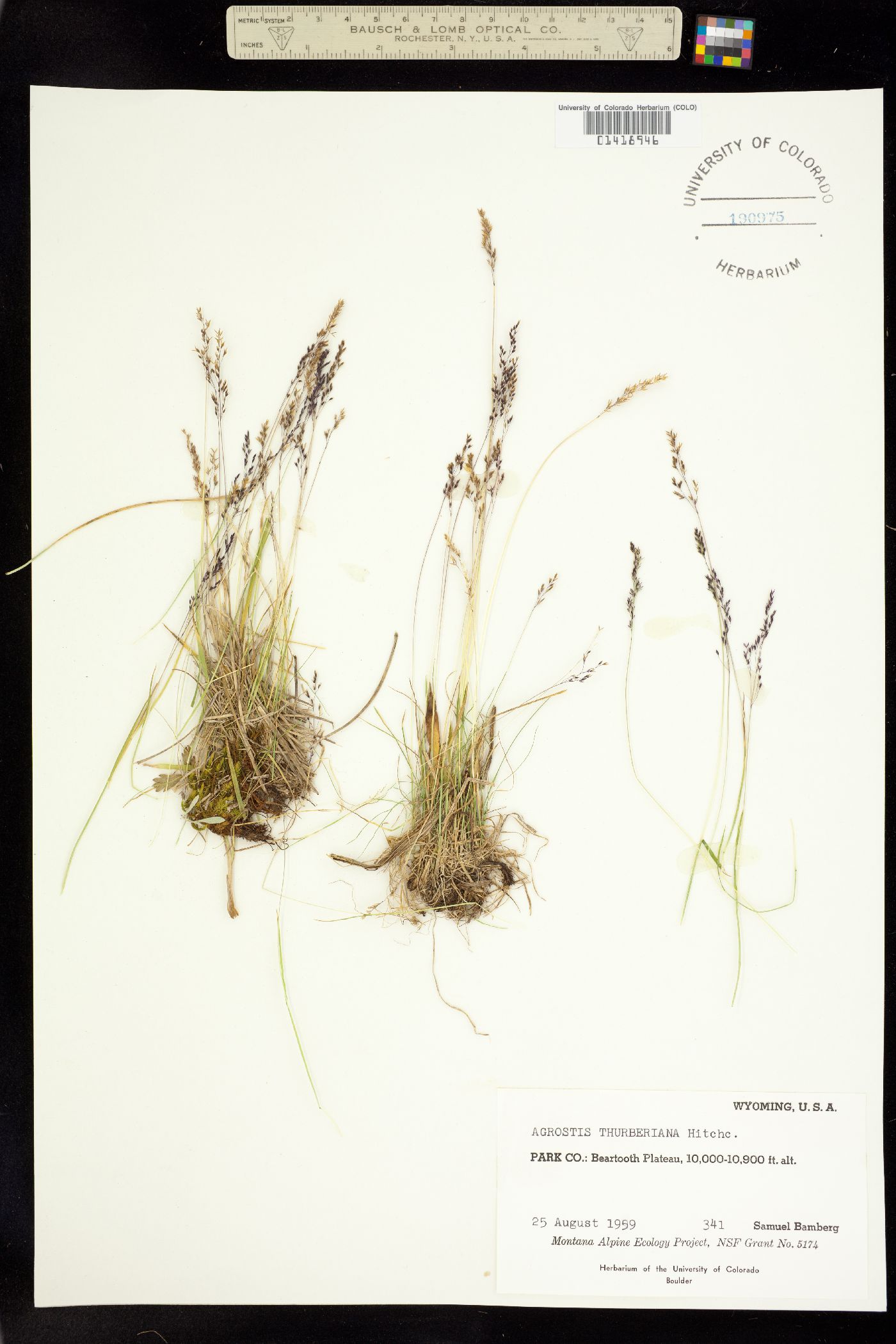 Podagrostis image