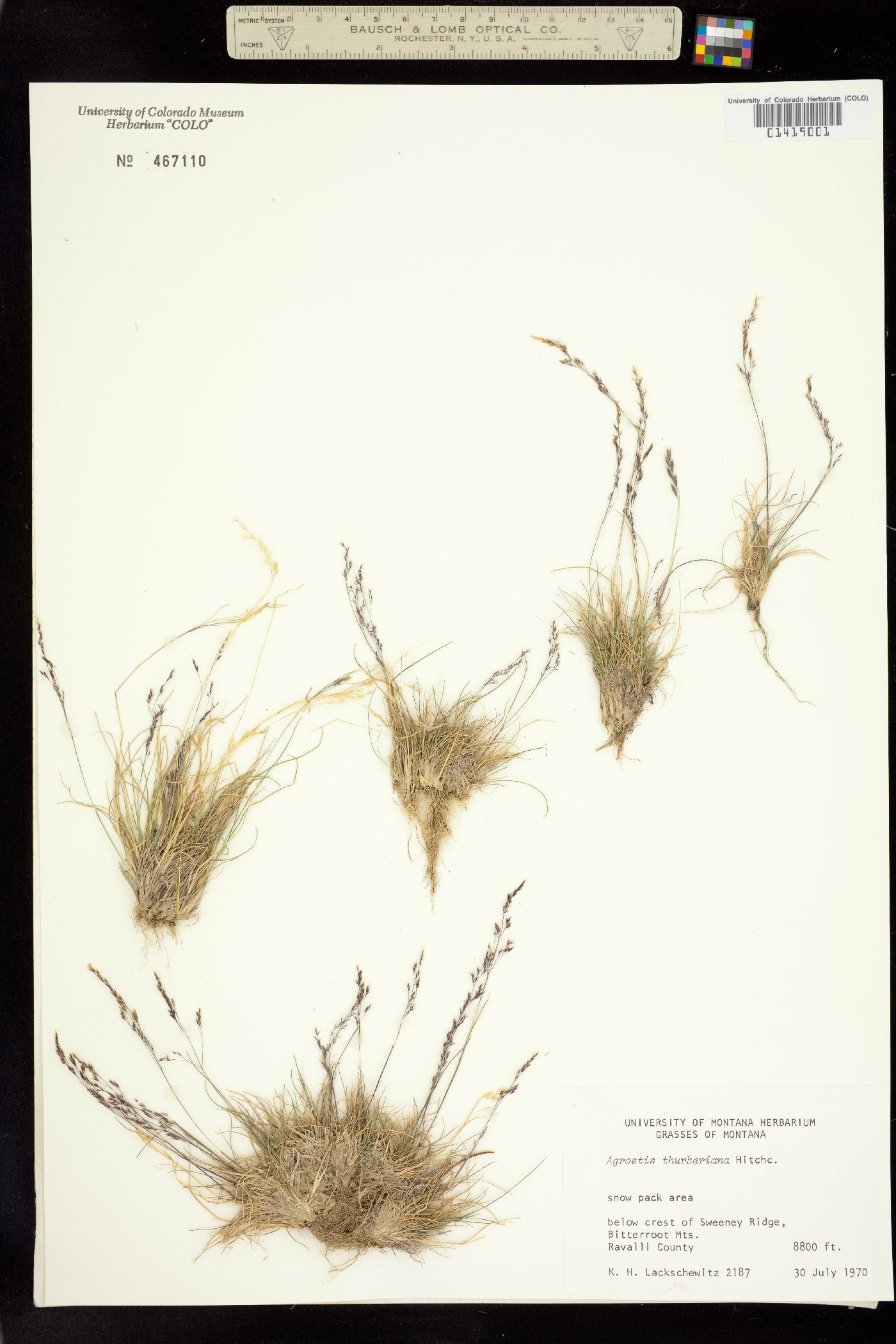 Agrostis humilis image