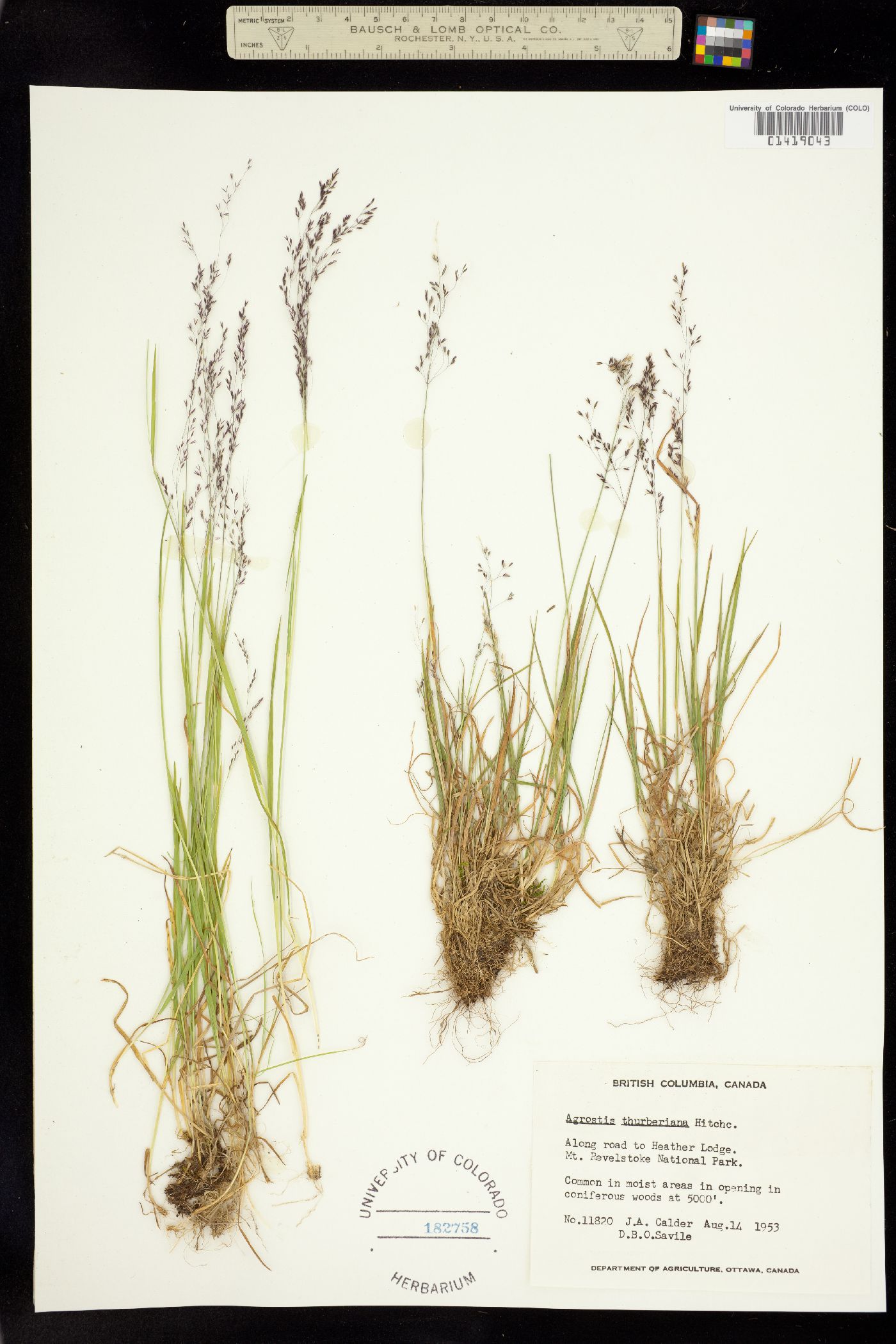 Podagrostis thurberiana image