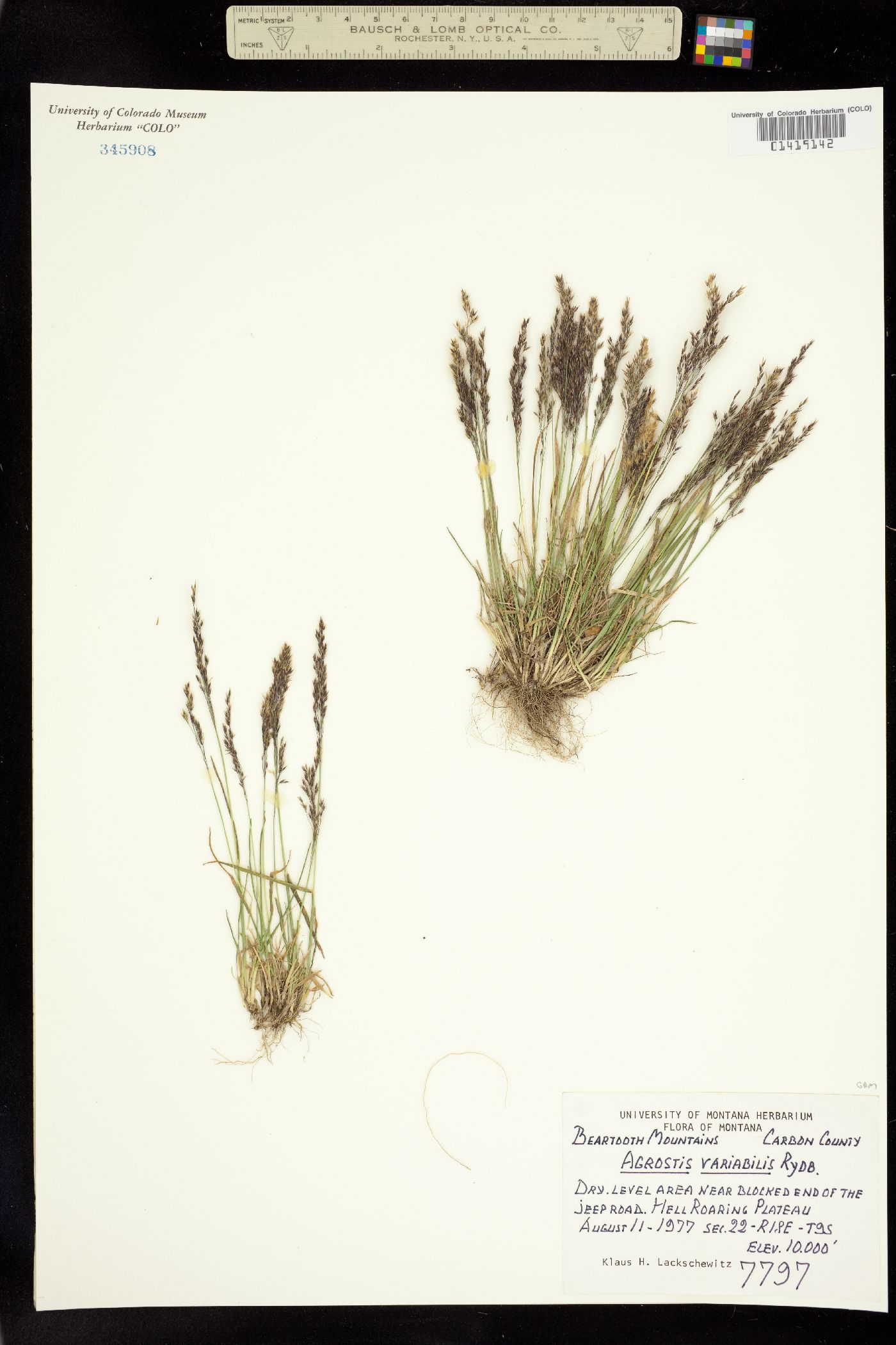 Agrostis variabilis image