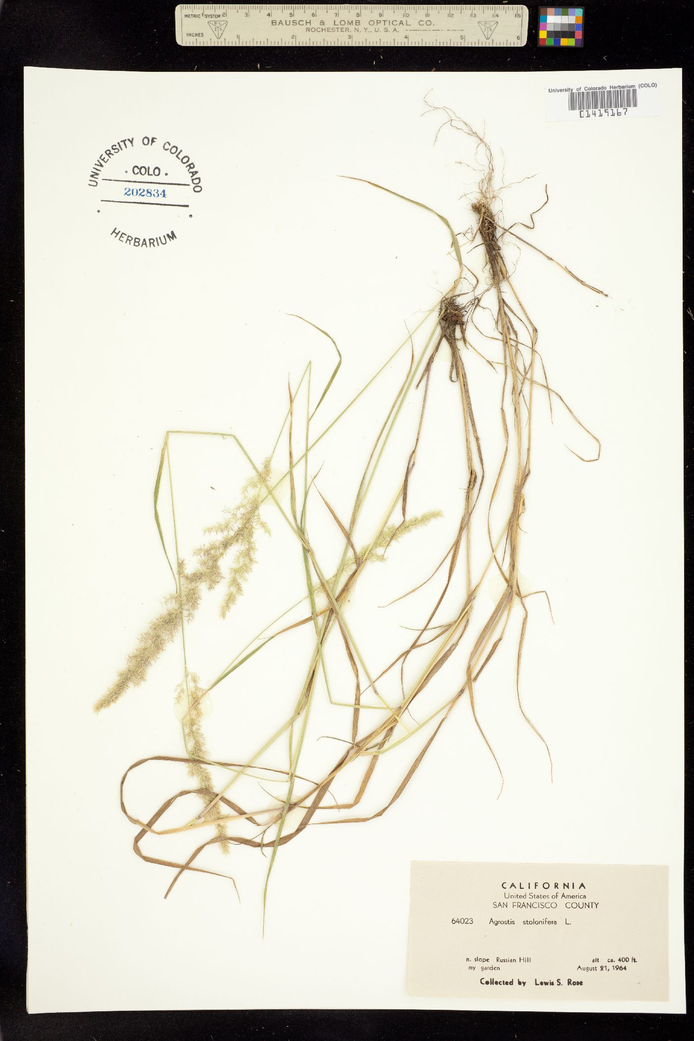 Agrostis stolonifera image