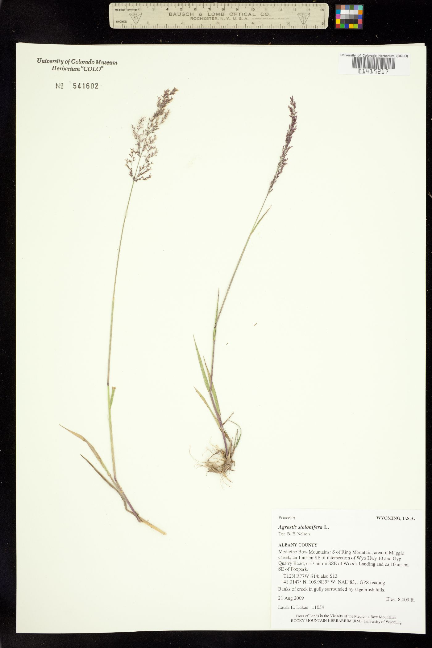Agrostis stolonifera image