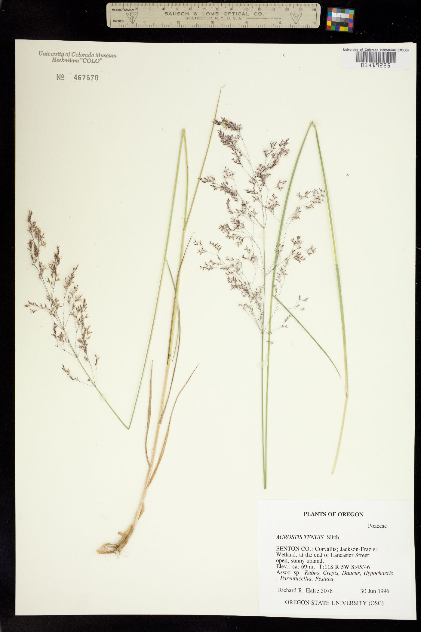 Agrostis tenuis image