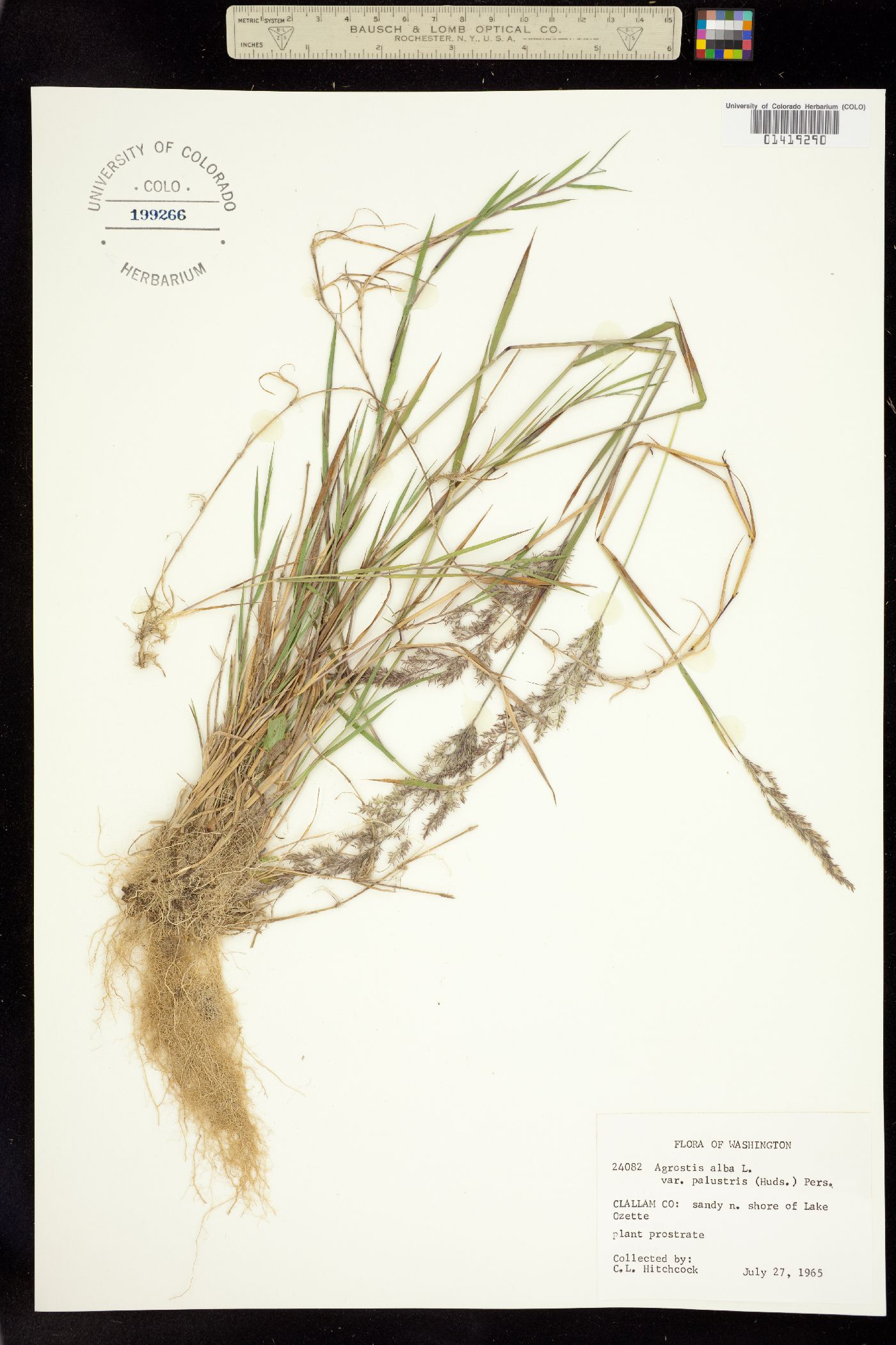 Agrostis stolonifera image