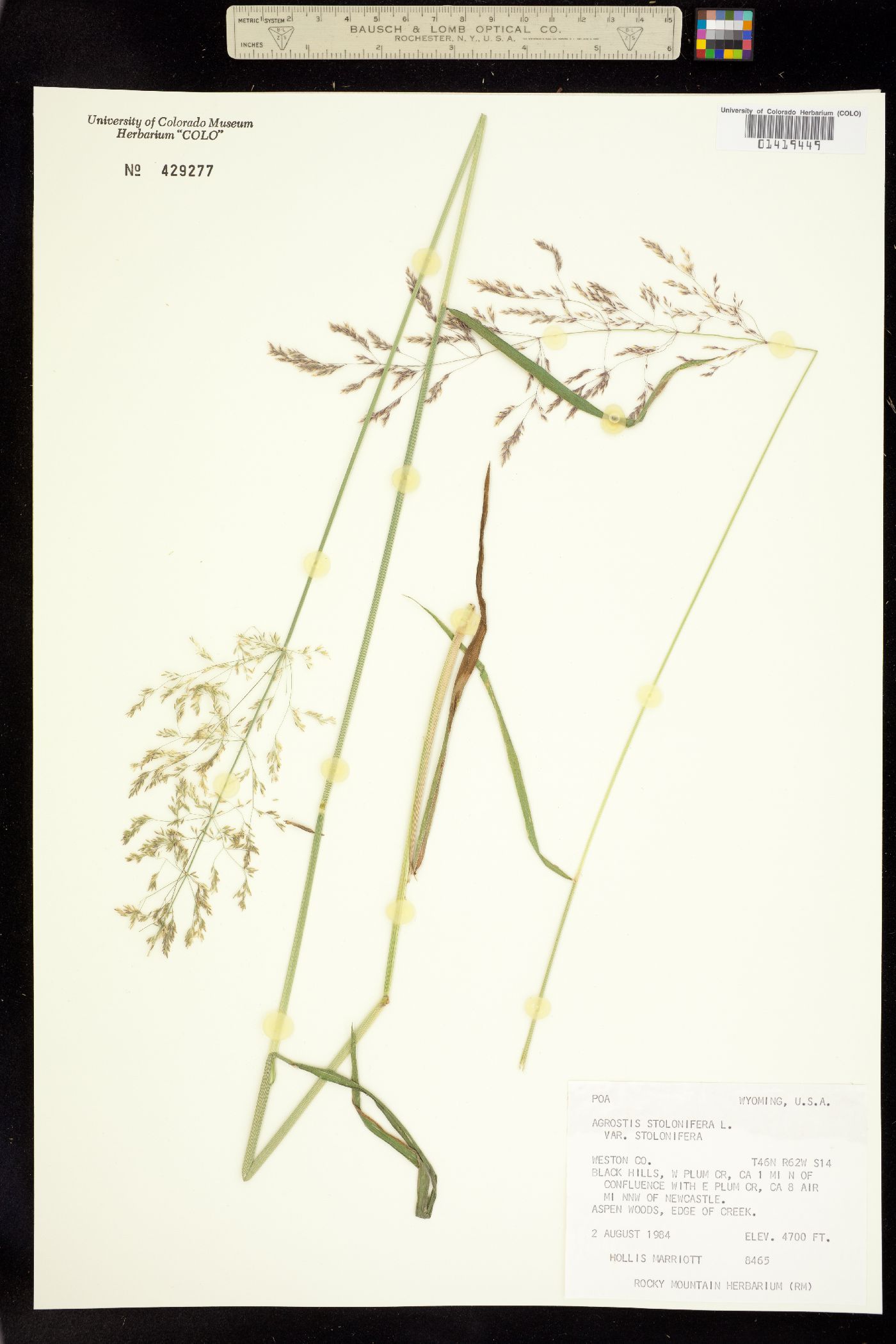 Agrostis image