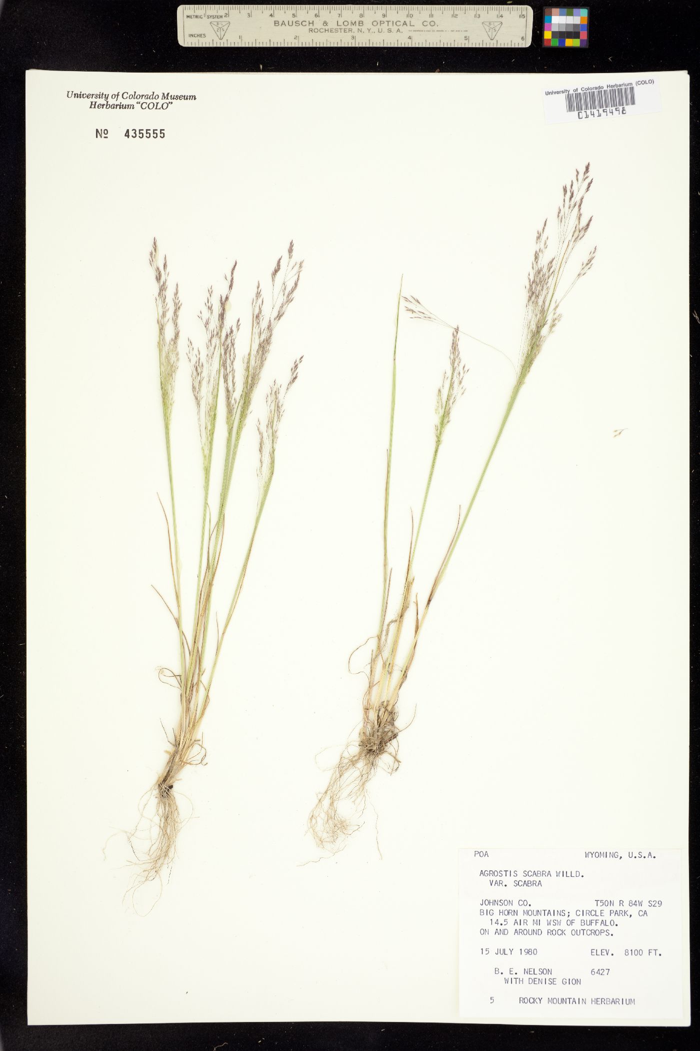 Agrostis scabra image