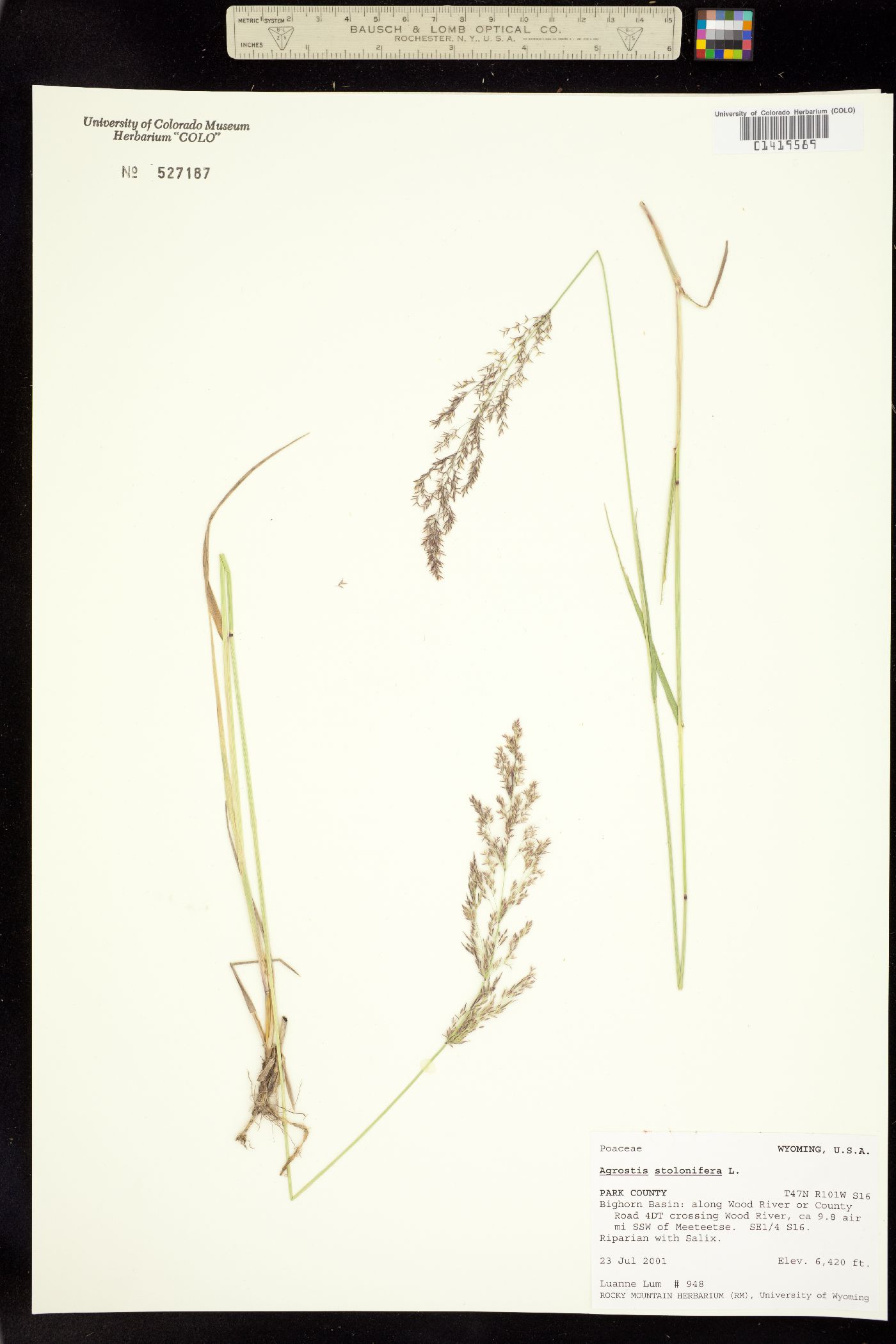 Agrostis stolonifera image