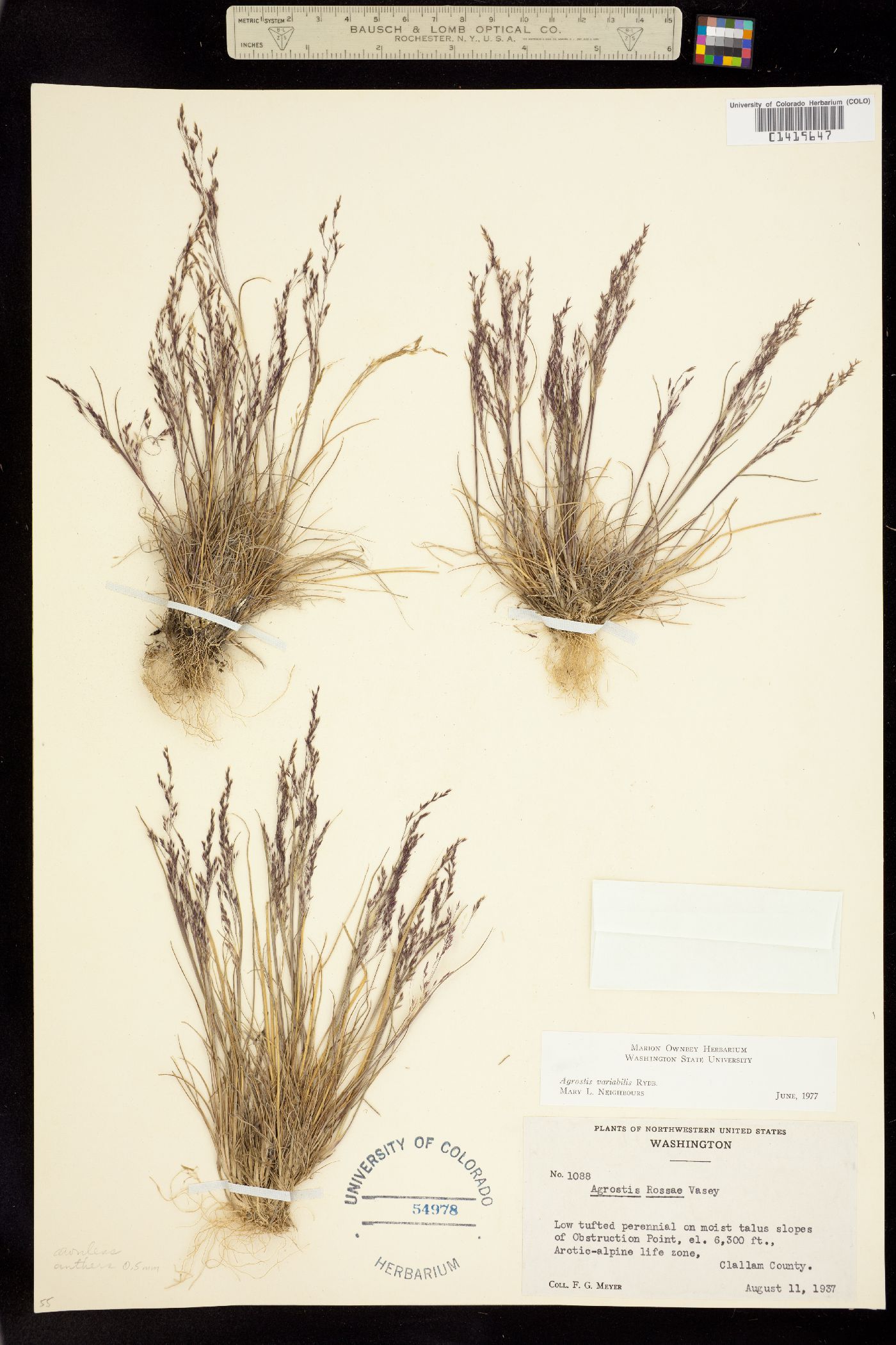 Agrostis variabilis image