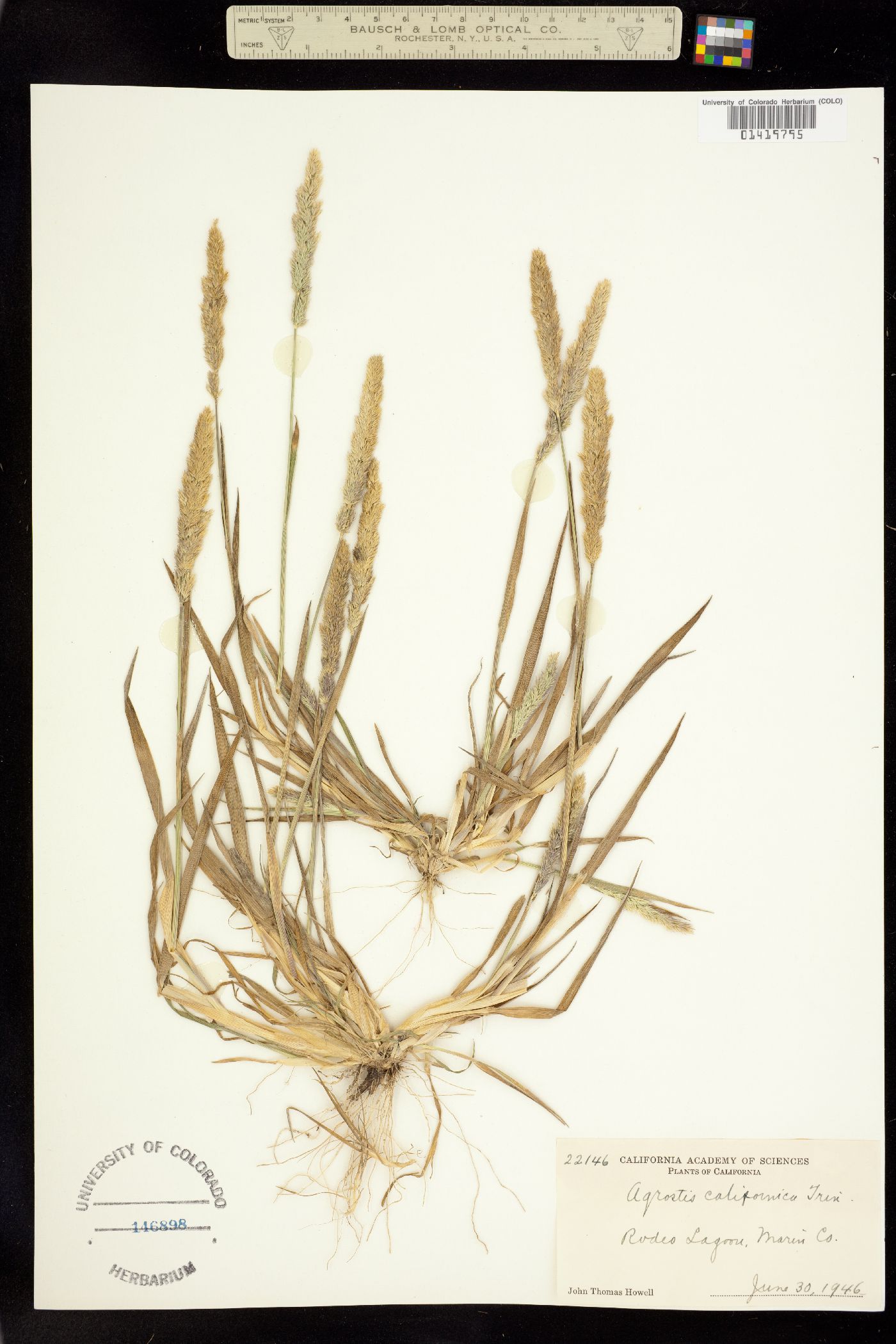 Agrostis densiflora image