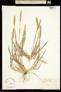 Agrostis californica image
