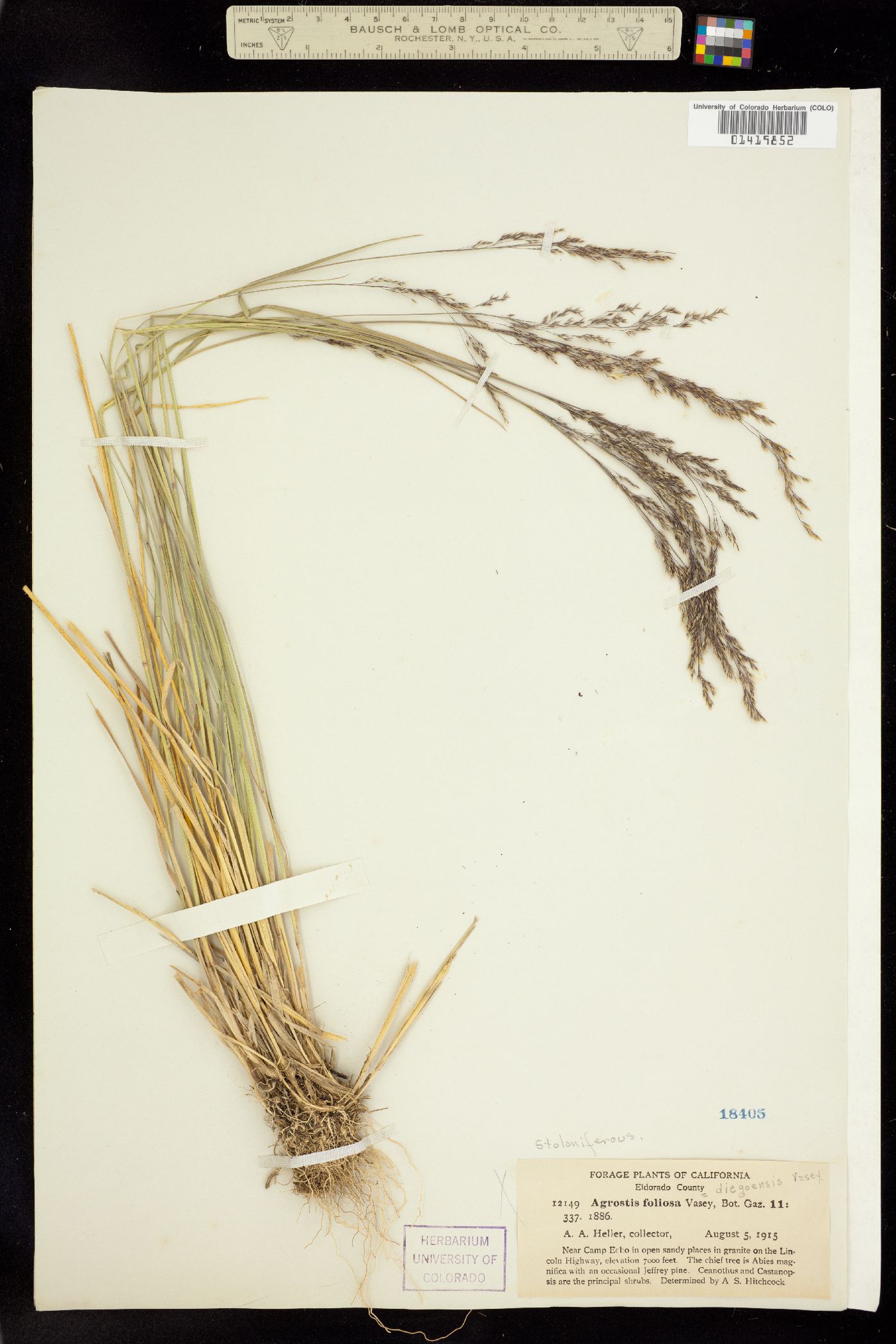 Agrostis pallens image