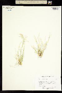 Image of Agrostis rossiae