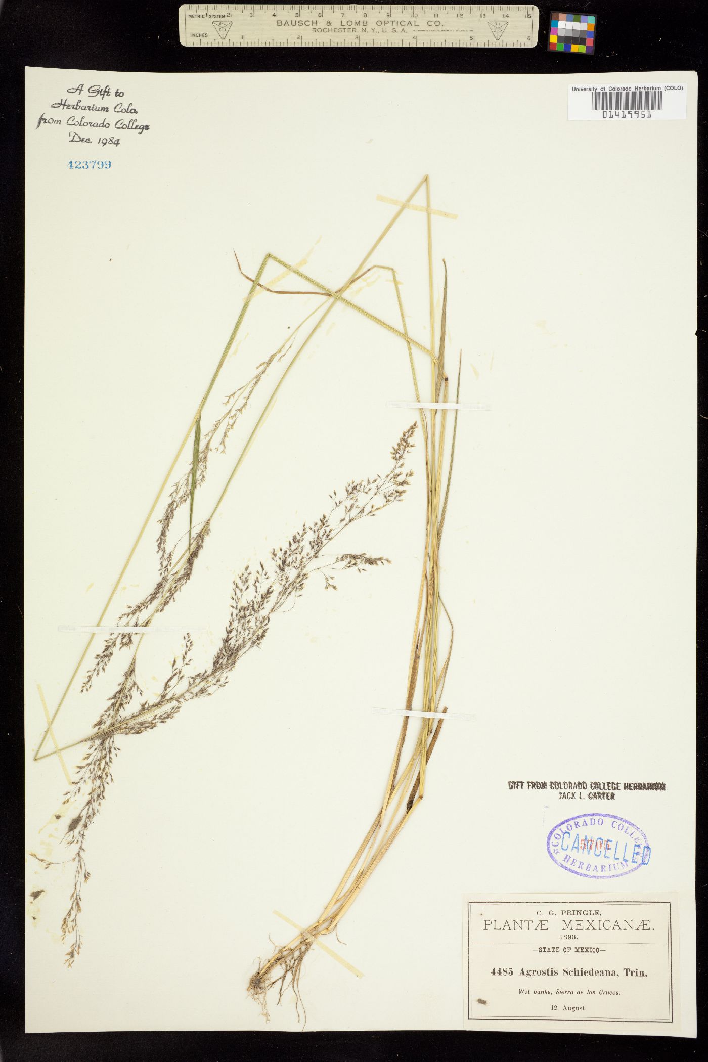 Agrostis perennans image