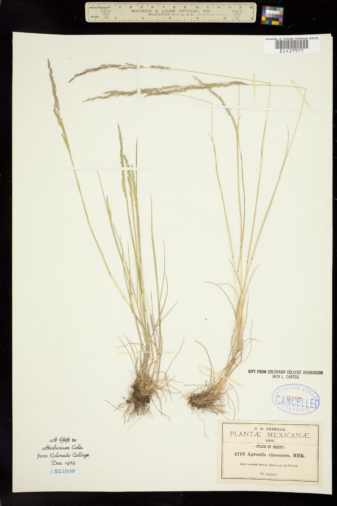 Agrostis virescens image