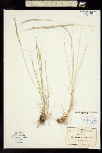 Image of Agrostis virescens