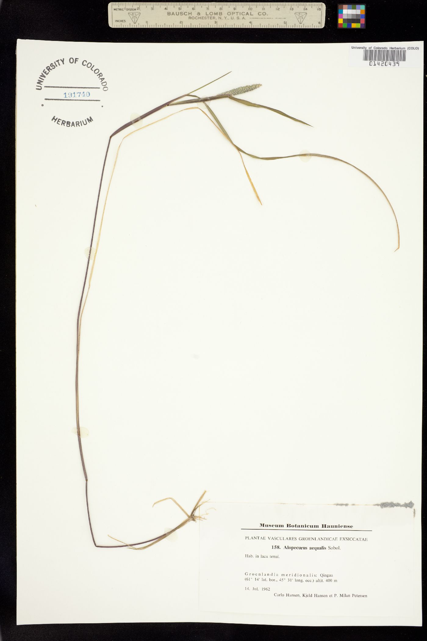 Alopecurus aequalis image