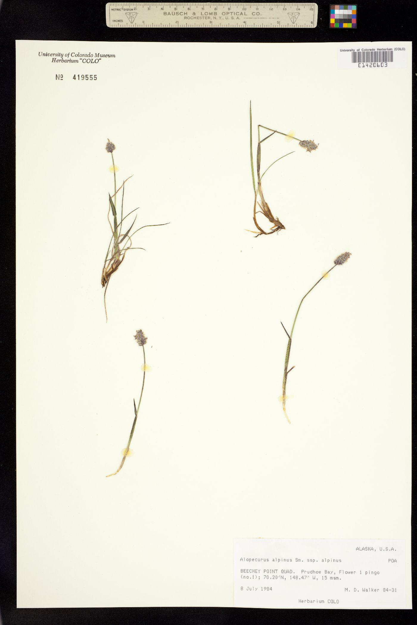 Alopecurus alpinus image