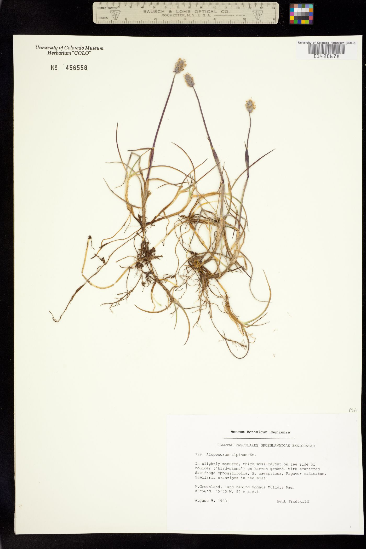 Alopecurus alpinus image